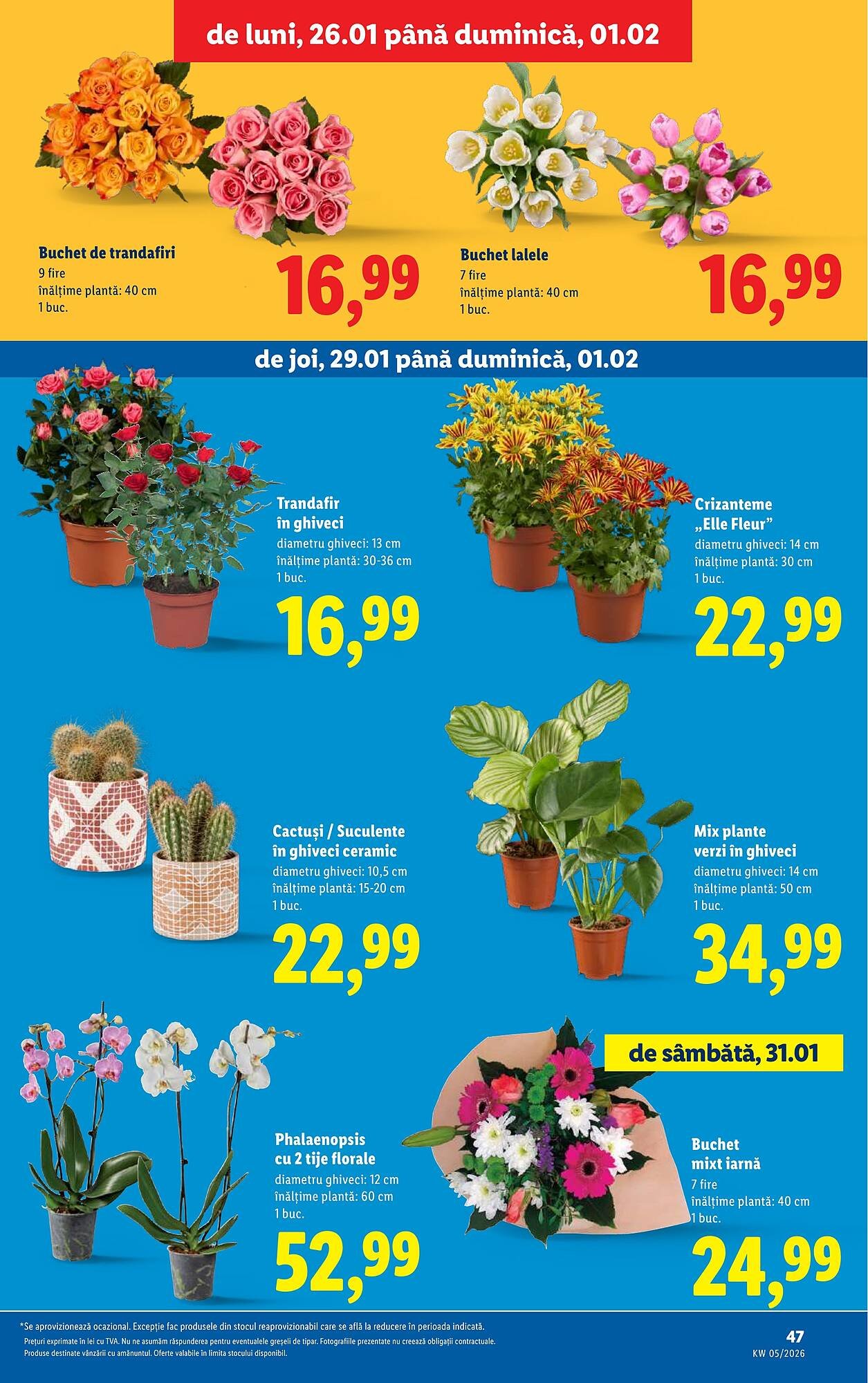Catalog Lidl