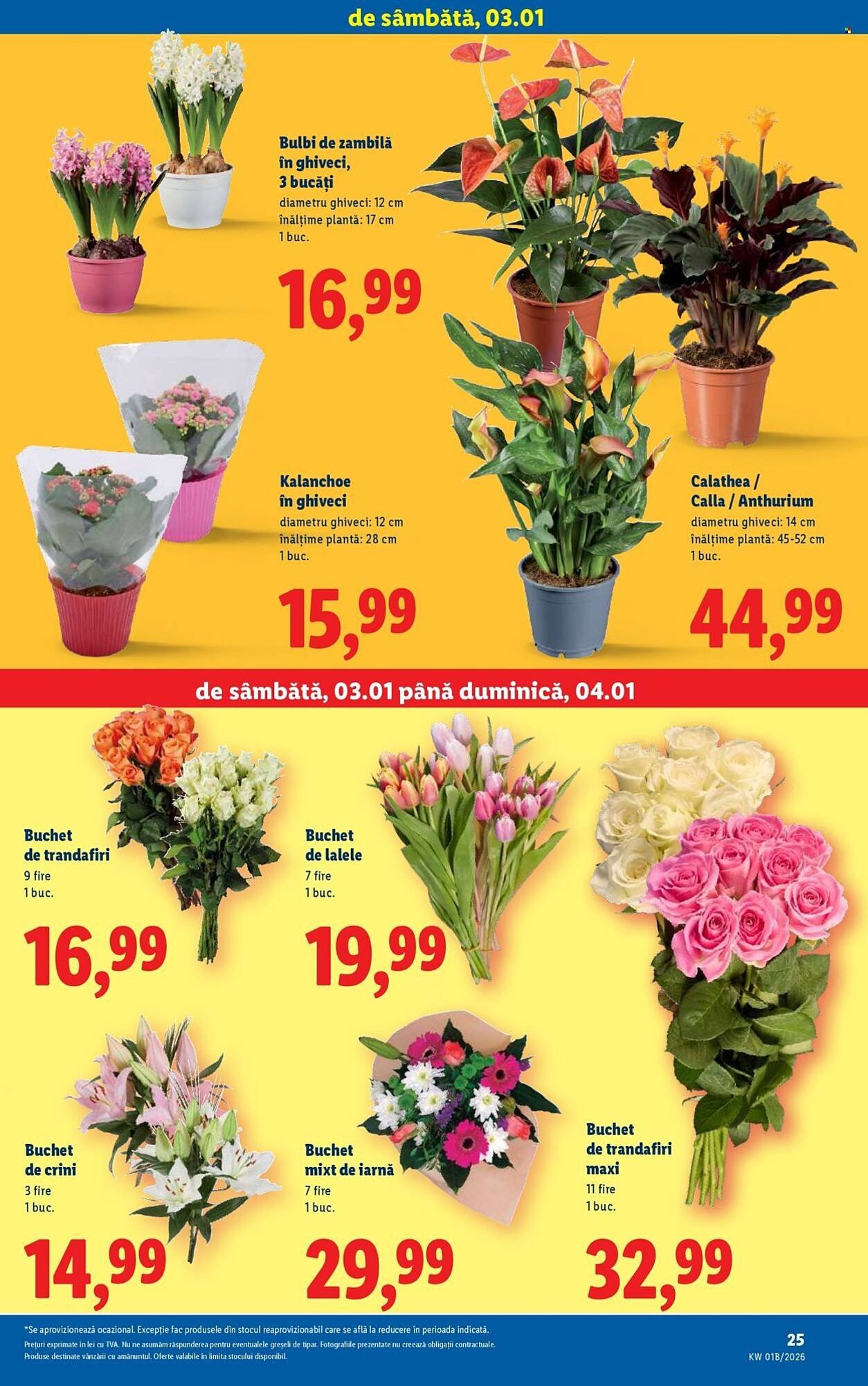 Catalog Lidl