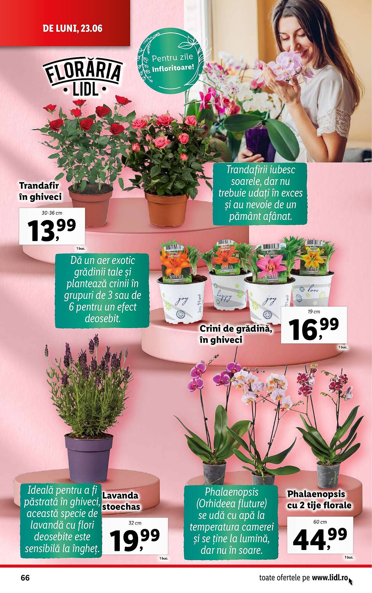 Catalog Lidl