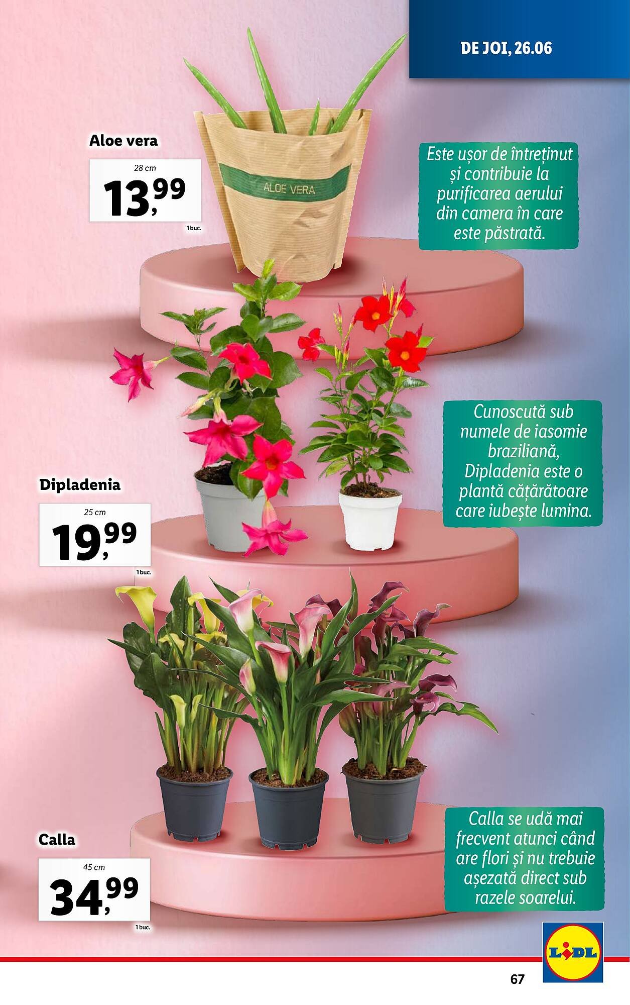 Catalog Lidl