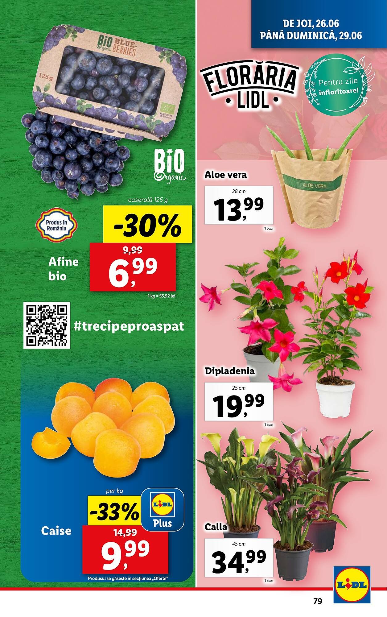 Catalog Lidl