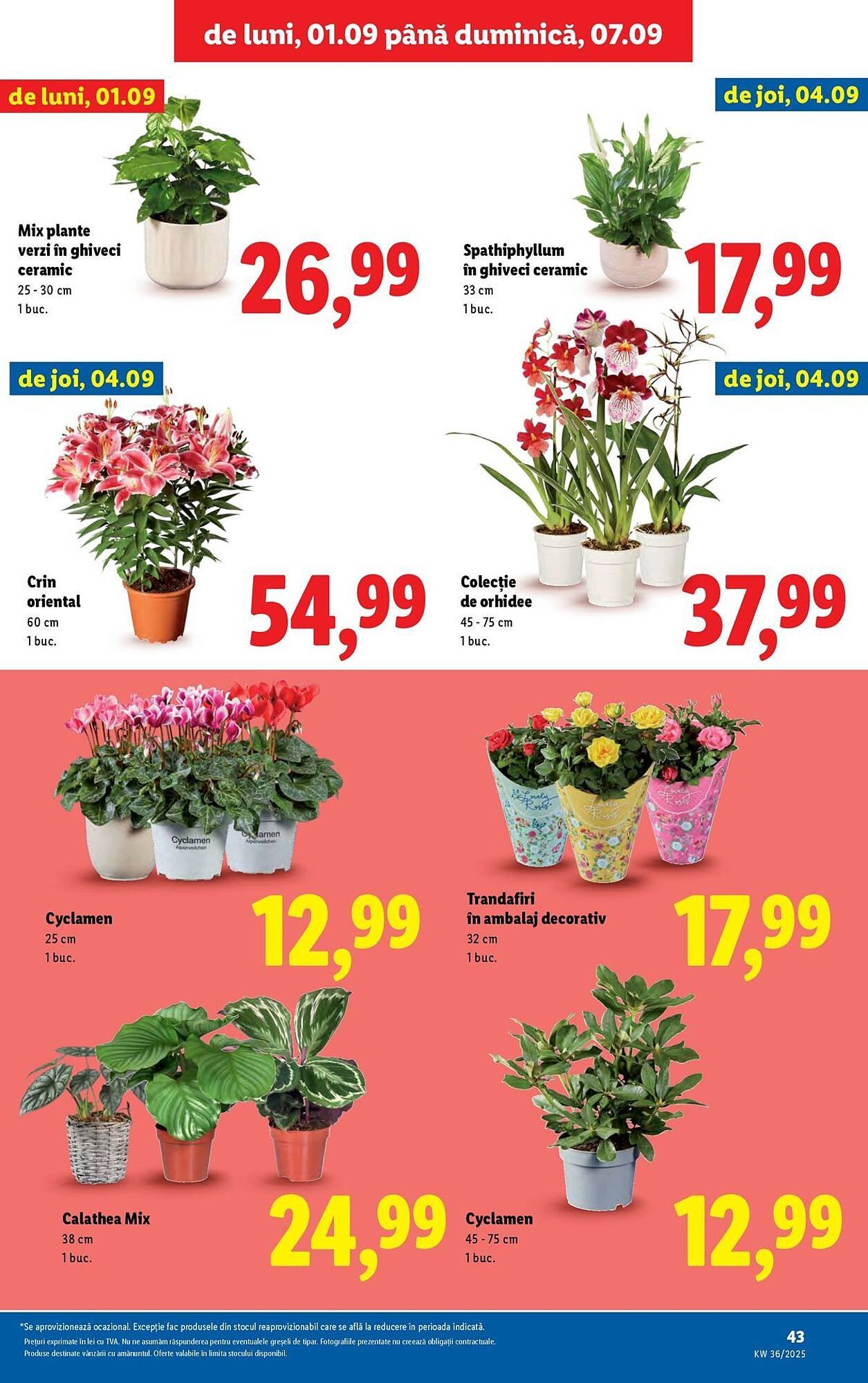 Catalog Lidl