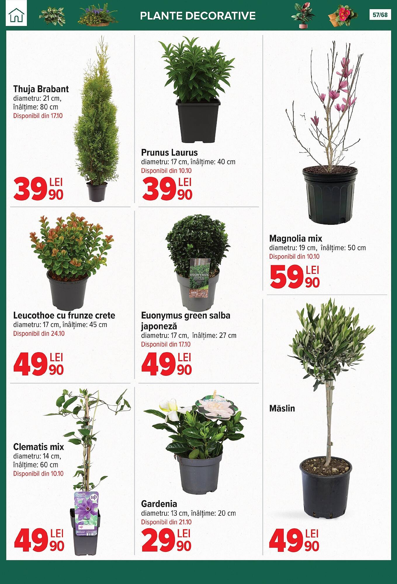 Catalog Carrefour
