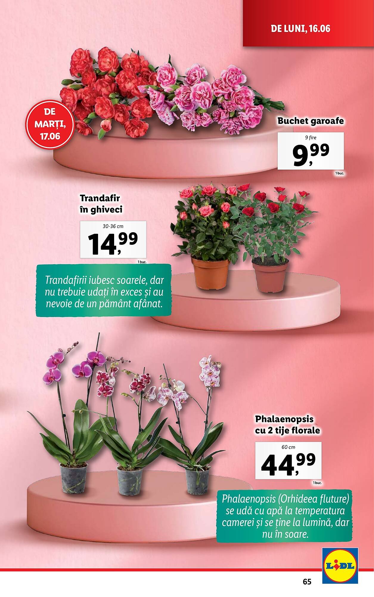 Catalog Lidl