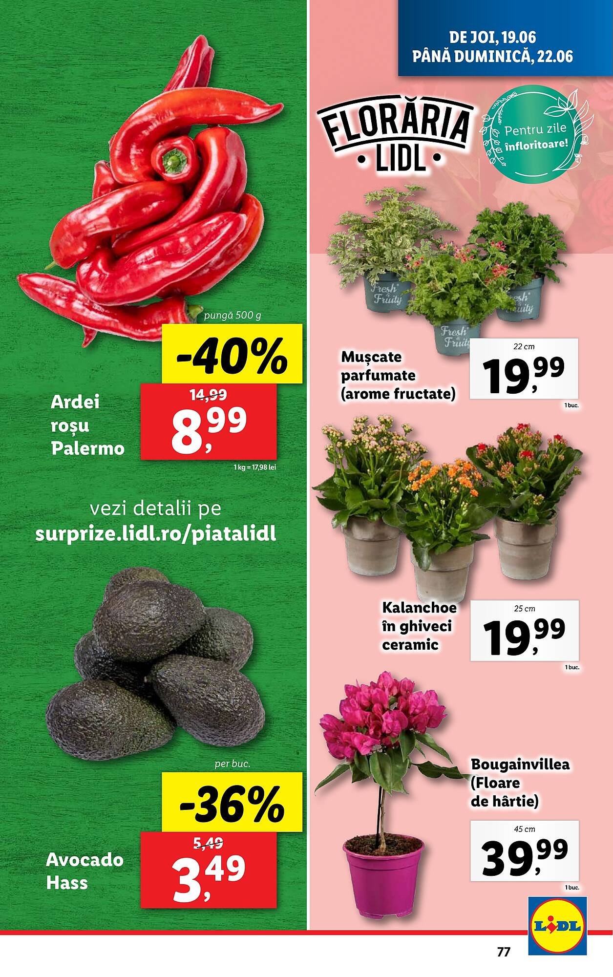 Catalog Lidl