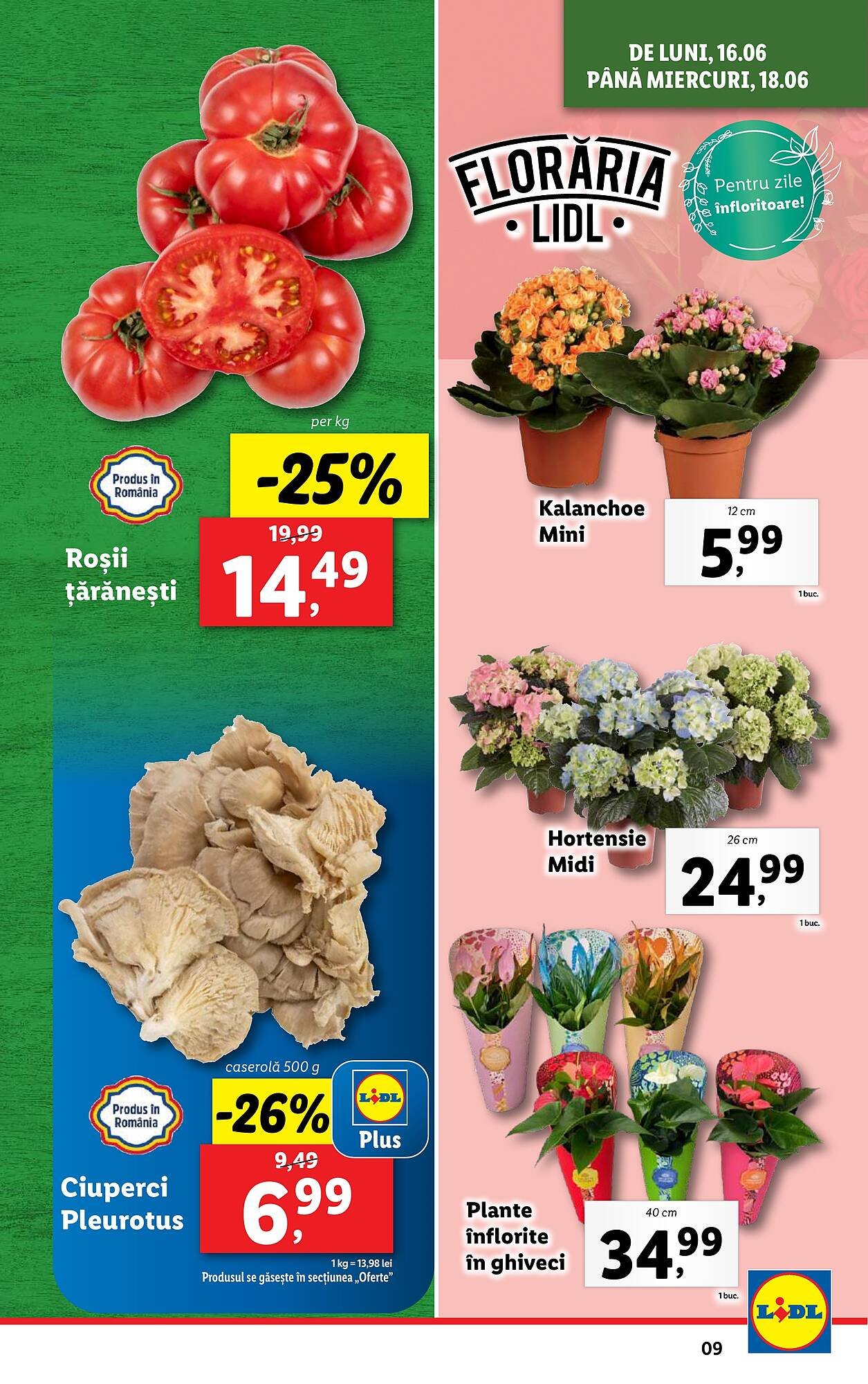 Catalog Lidl