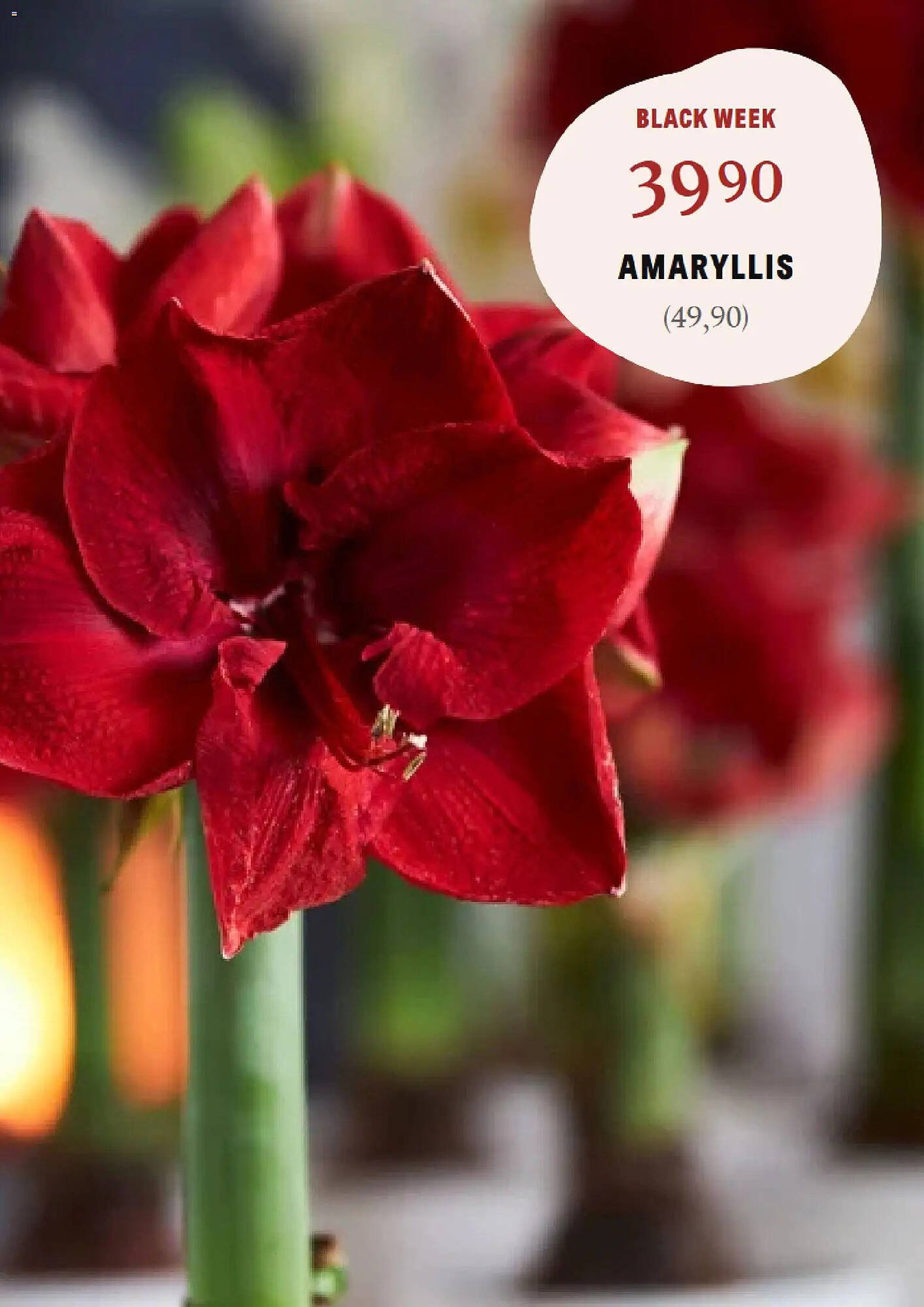 Blomsterlandet reklamblad