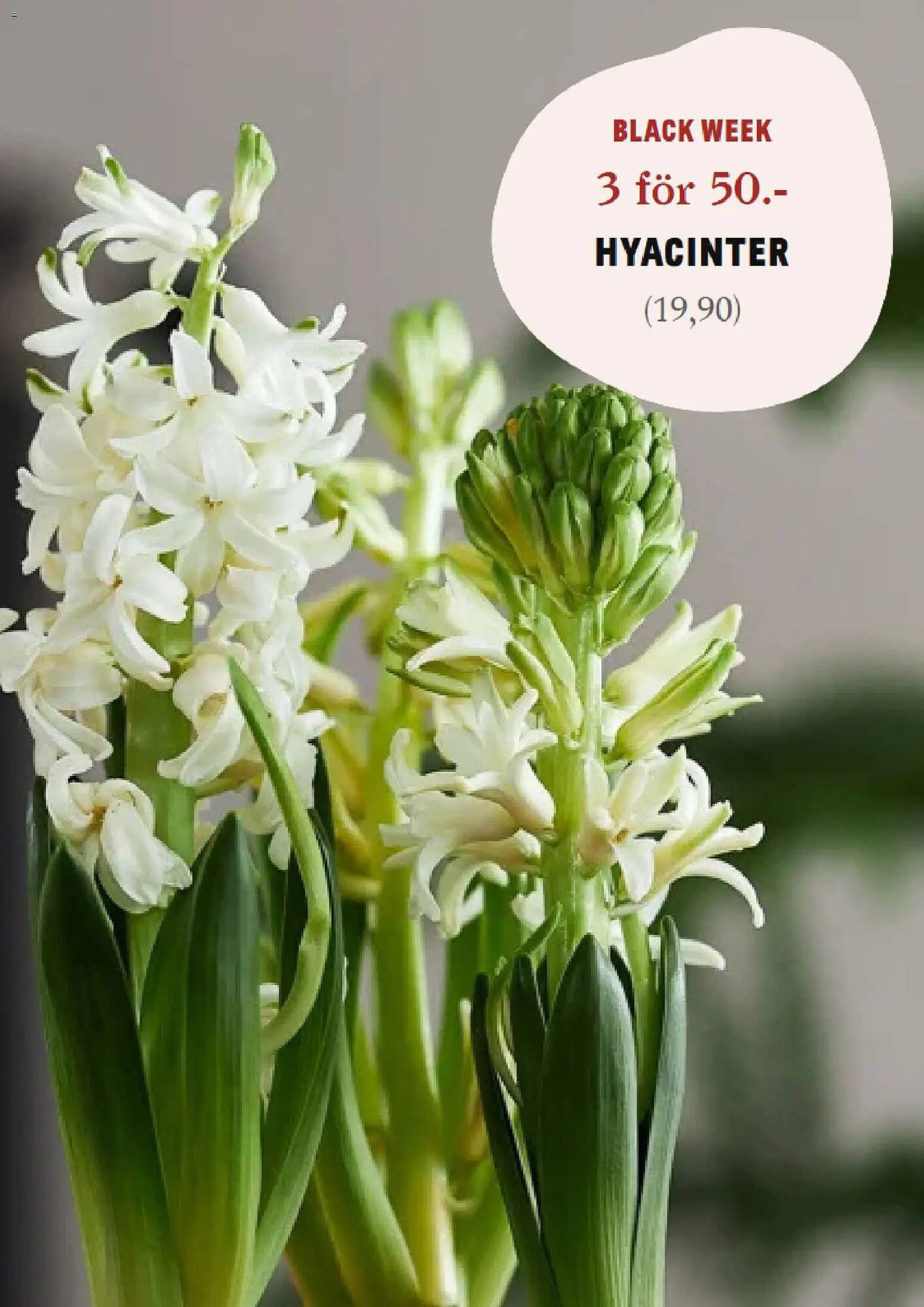 Blomsterlandet reklamblad