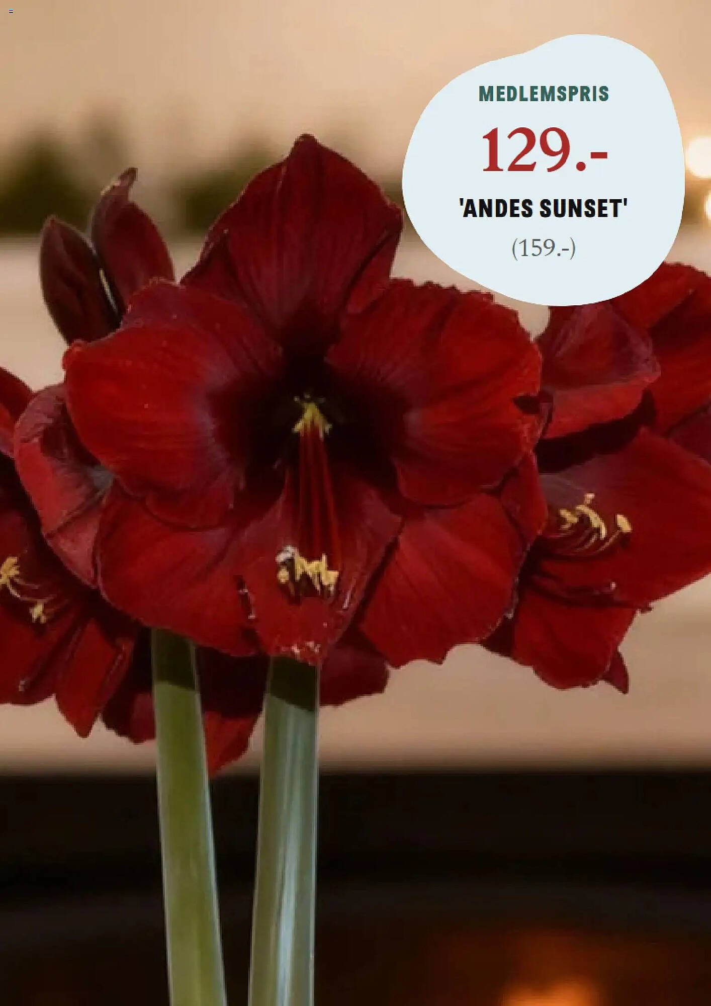 Blomsterlandet reklamblad