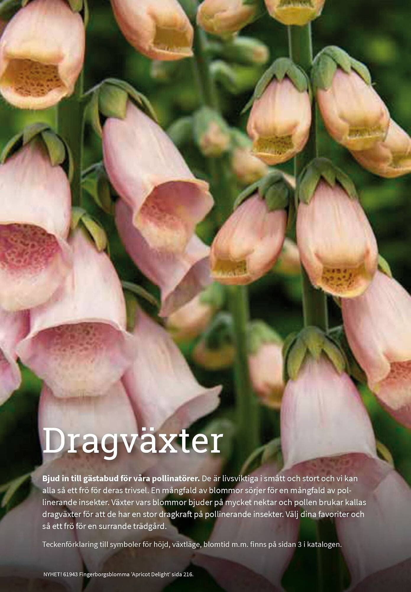 Granngården kampanjblad (2025-09-11 - 2025-12-31)
