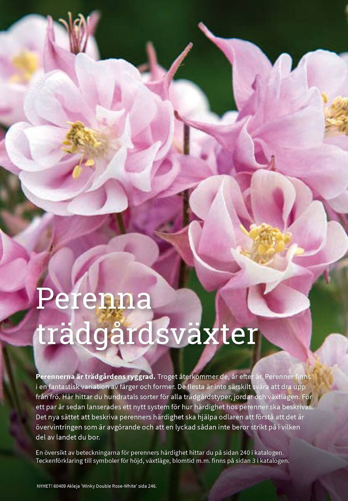Granngården kampanjblad (2025-09-11 - 2025-12-31)