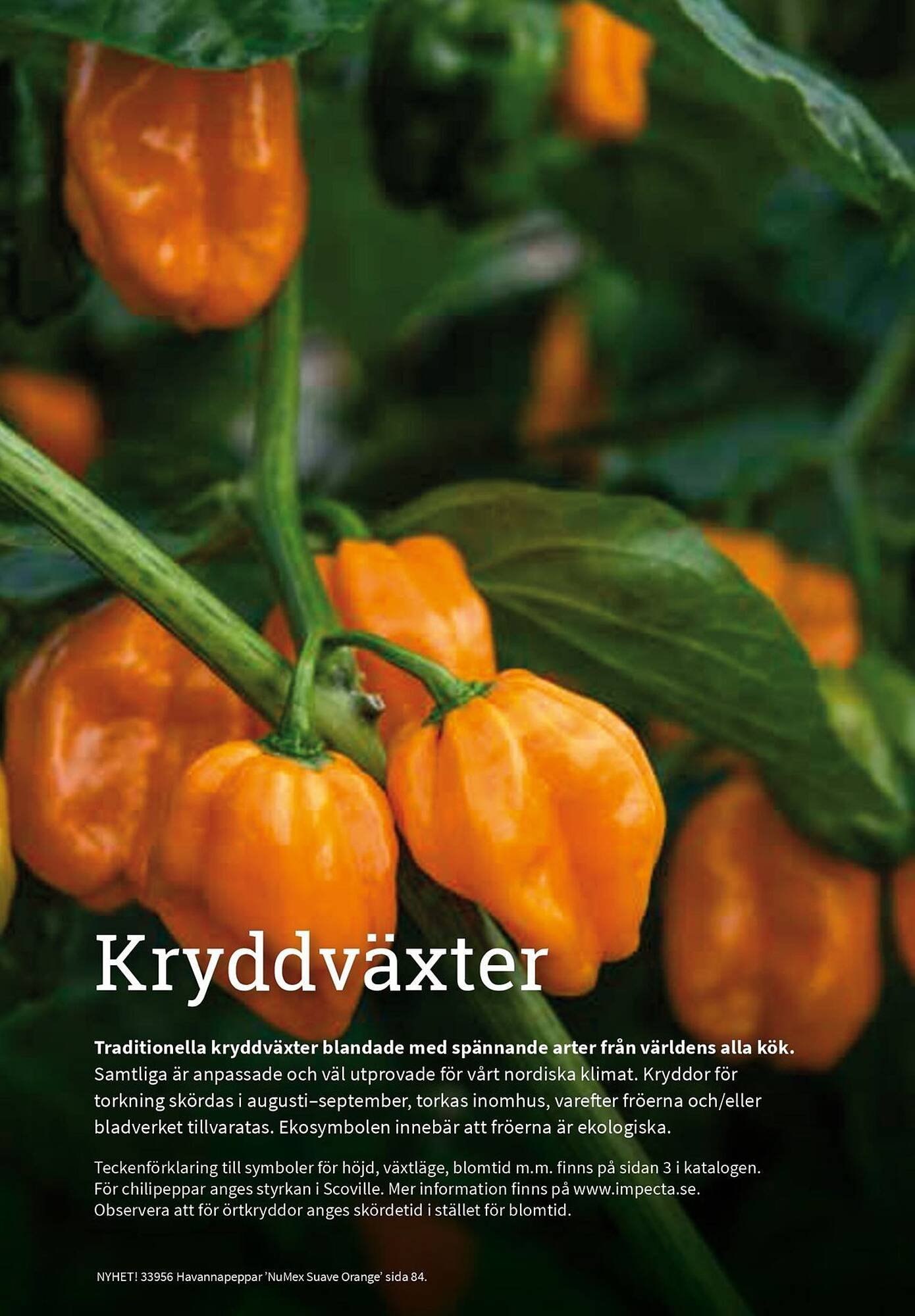 Granngården kampanjblad (2025-09-11 - 2025-12-31)