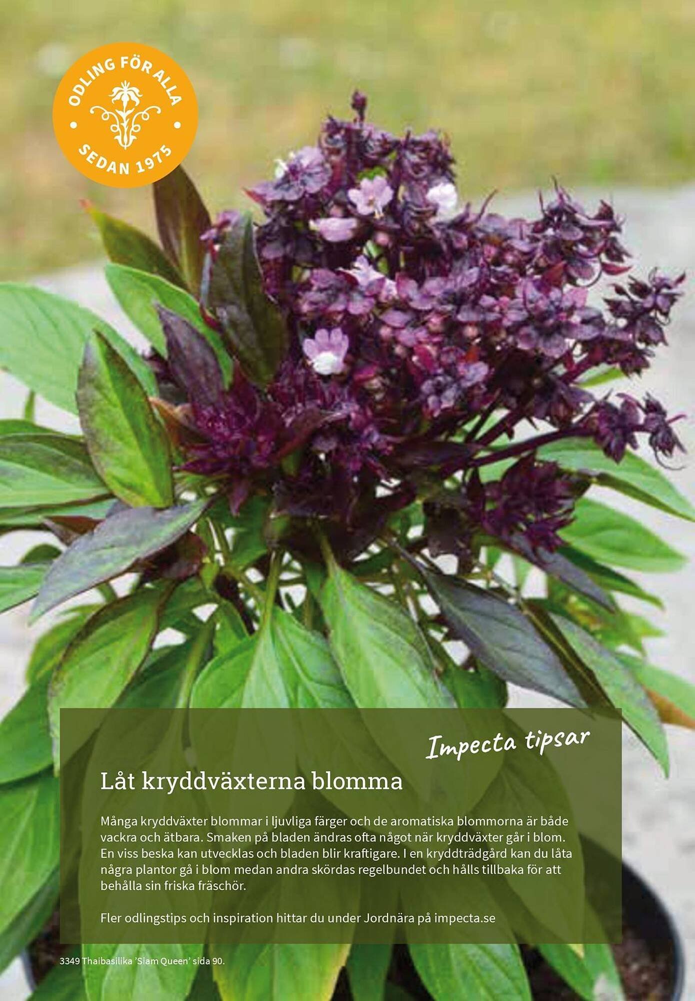 Granngården kampanjblad (2025-09-11 - 2025-12-31)