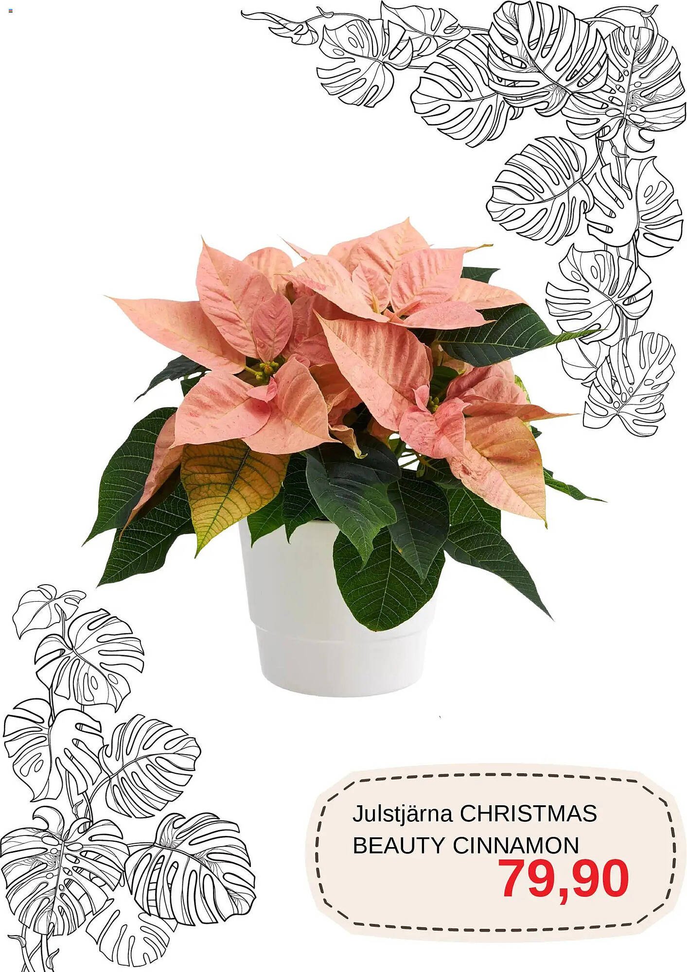 Blomsterlandet reklamblad (2025-12-01 - 2025-12-31)