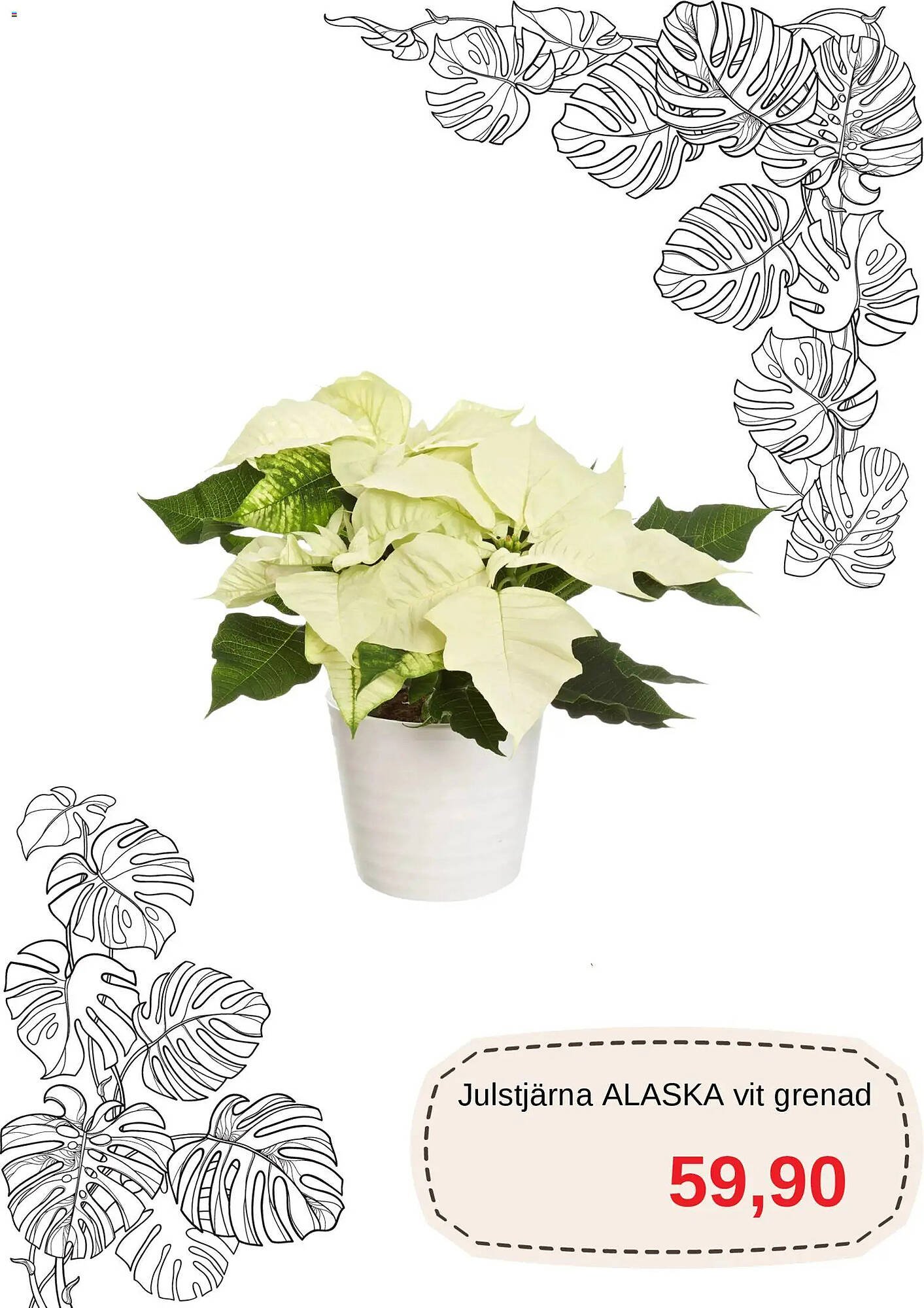 Blomsterlandet reklamblad (2025-12-01 - 2025-12-31)