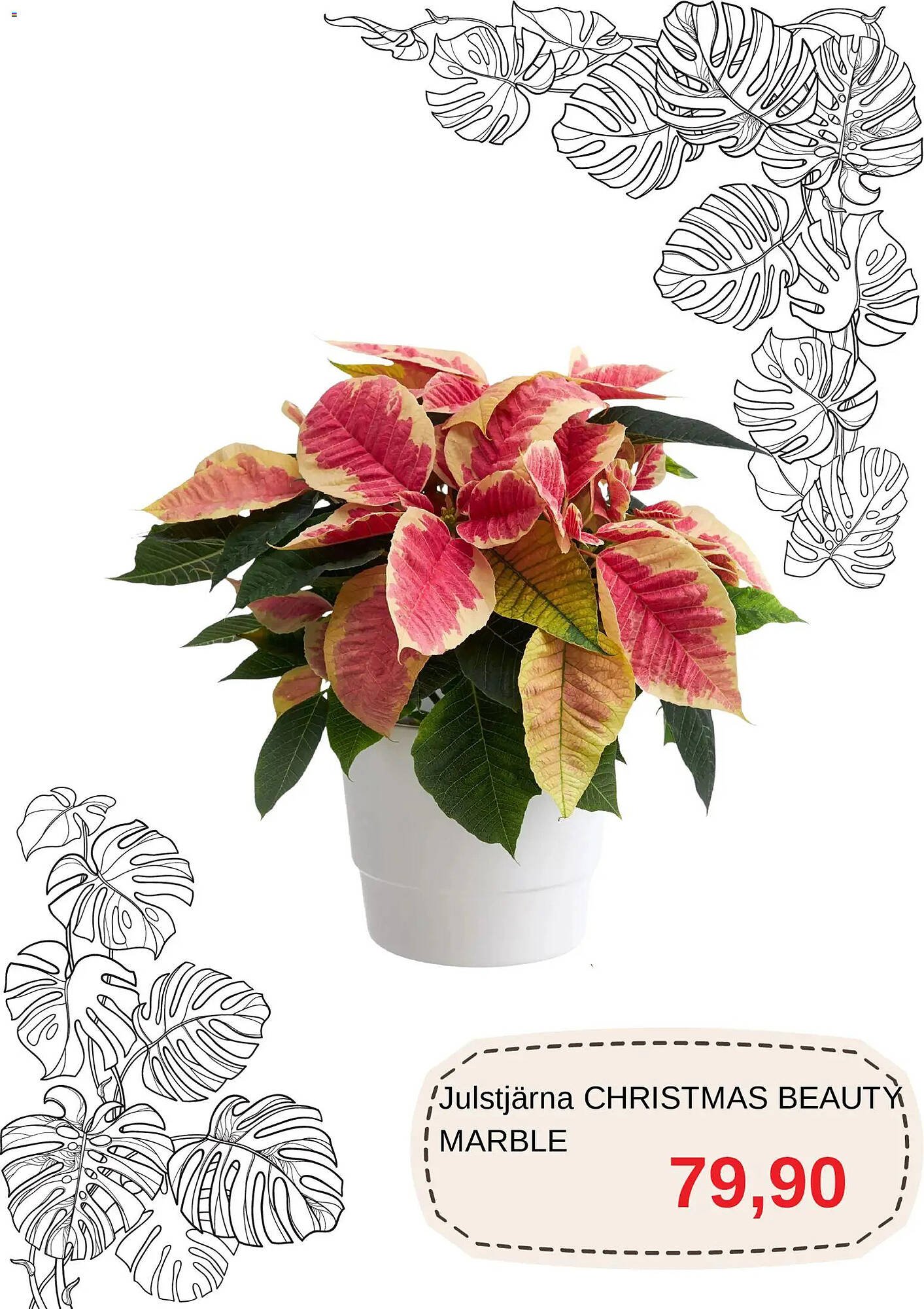 Blomsterlandet reklamblad (2025-12-01 - 2025-12-31)