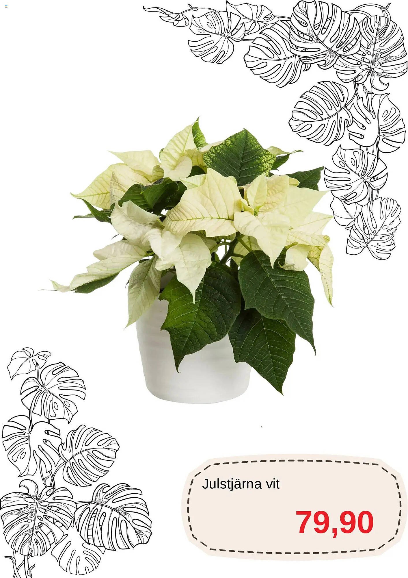 Blomsterlandet reklamblad (2025-12-01 - 2025-12-31)