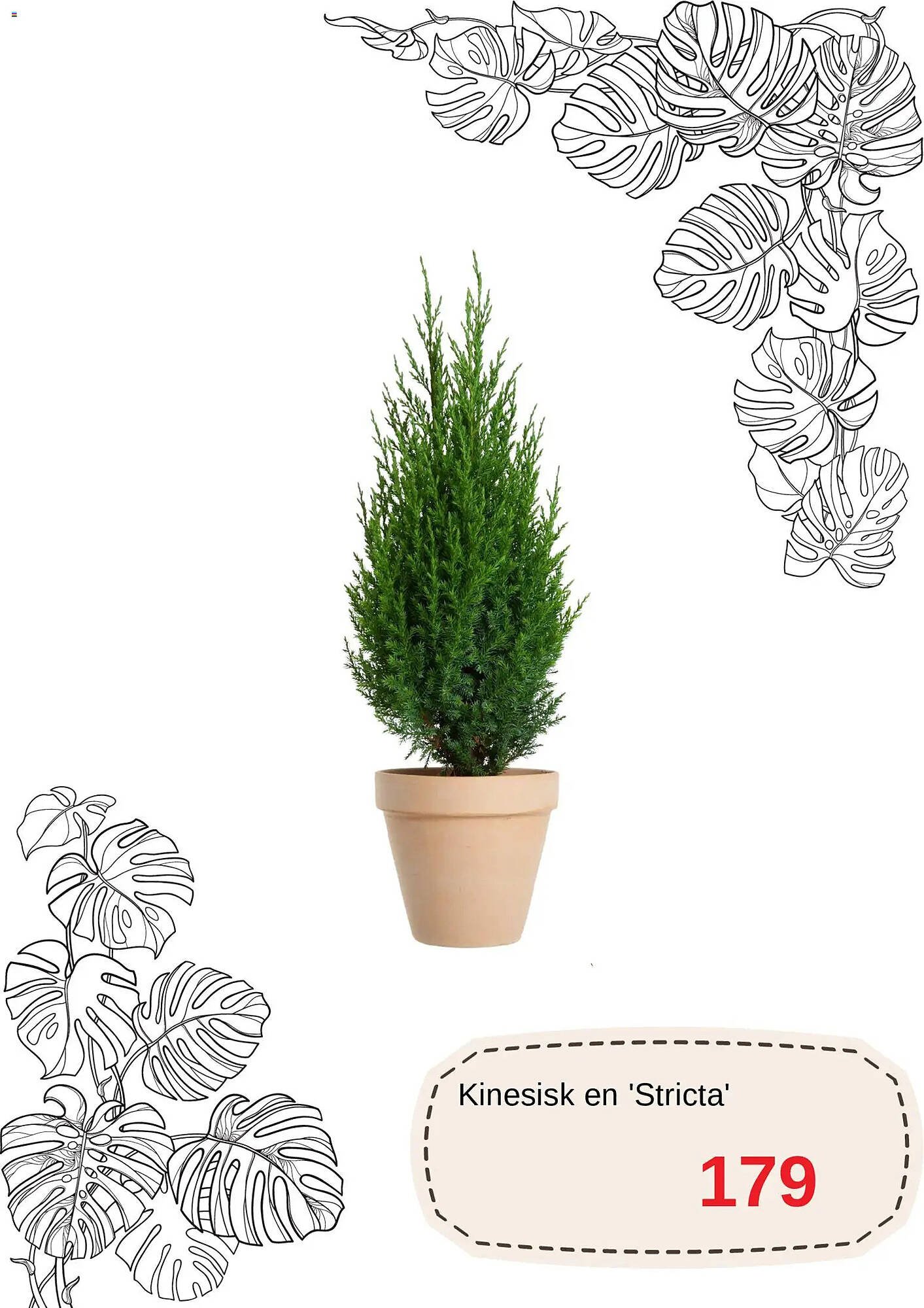 Blomsterlandet reklamblad (2025-12-01 - 2025-12-31)