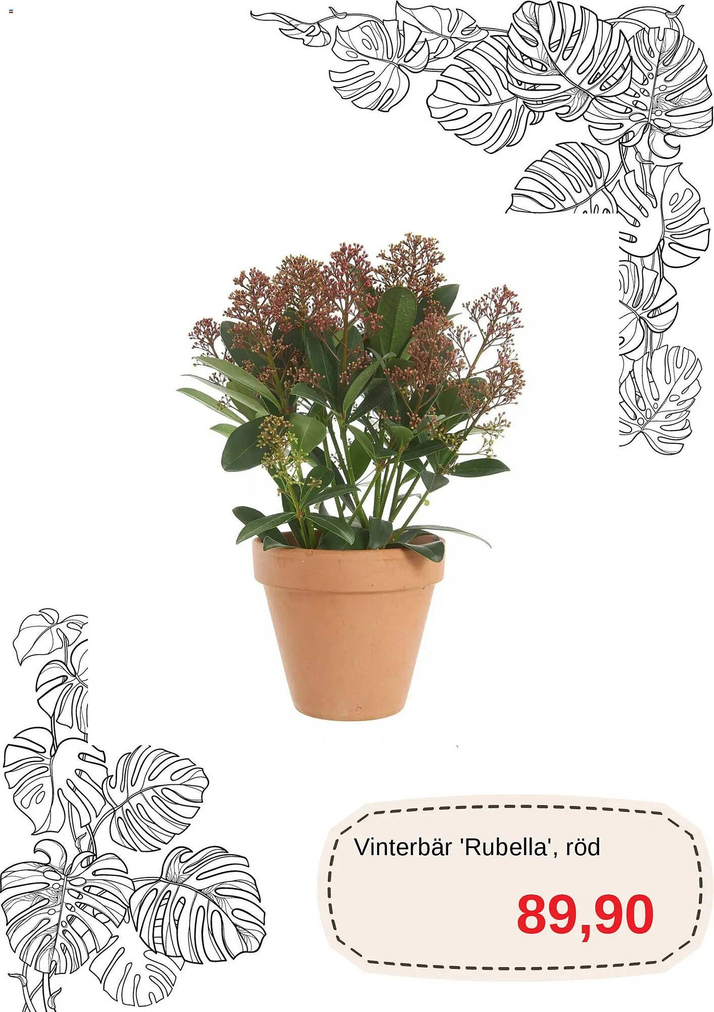 Blomsterlandet reklamblad (2025-12-01 - 2025-12-31)