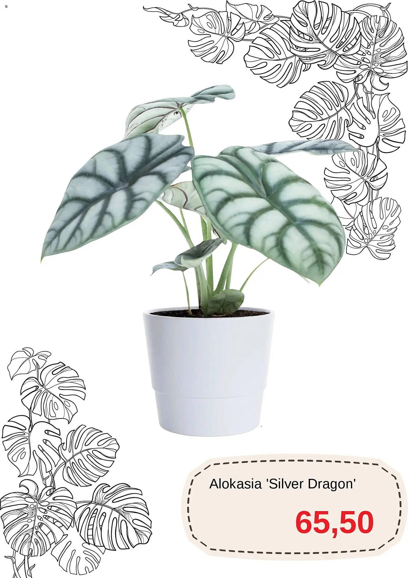 Blomsterlandet reklamblad (2026-01-15 - 2026-01-26)