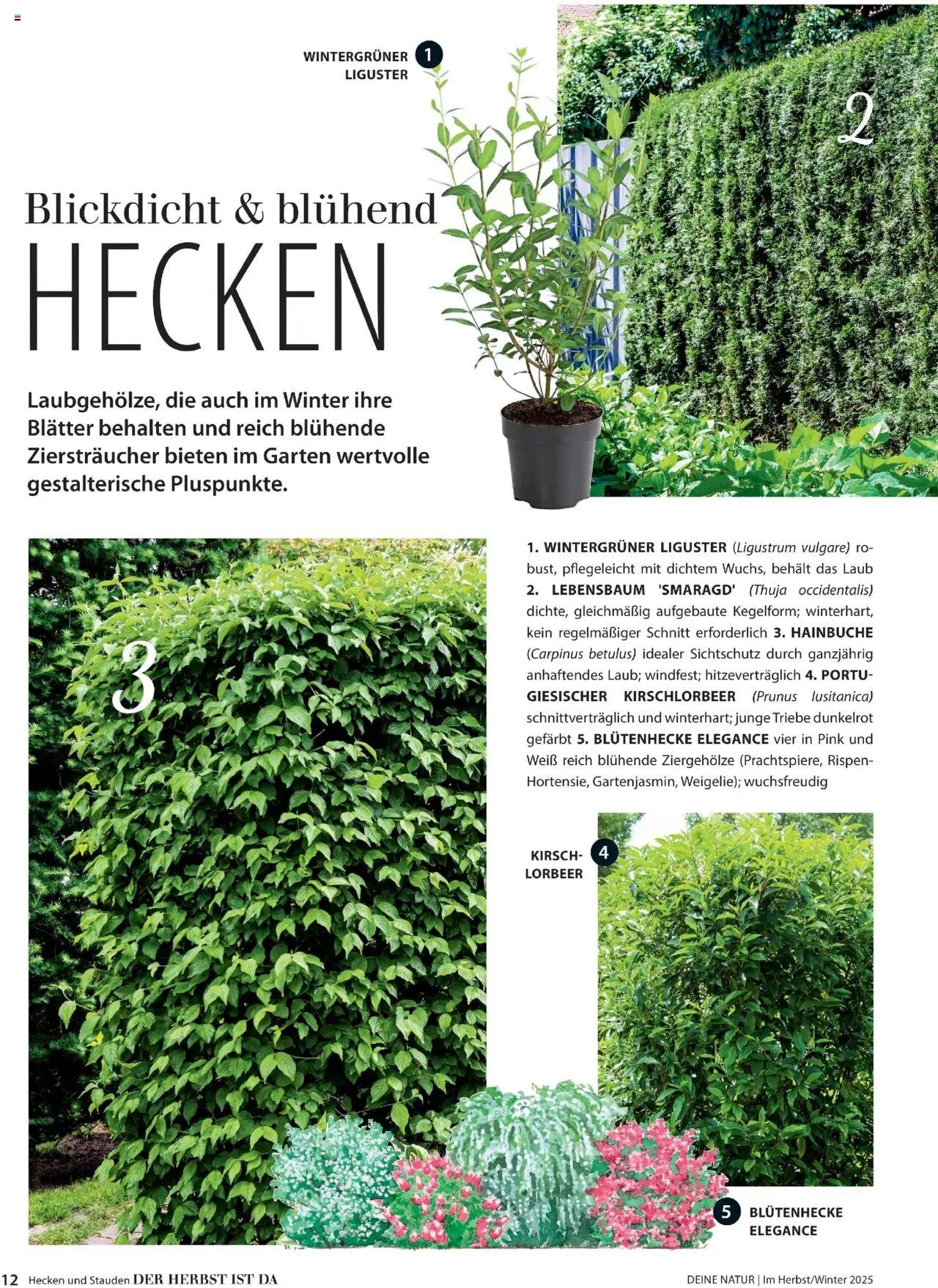 Dehner prospekt seit 09.10.2025 Prospekt Deine Natur (2025-10-09)