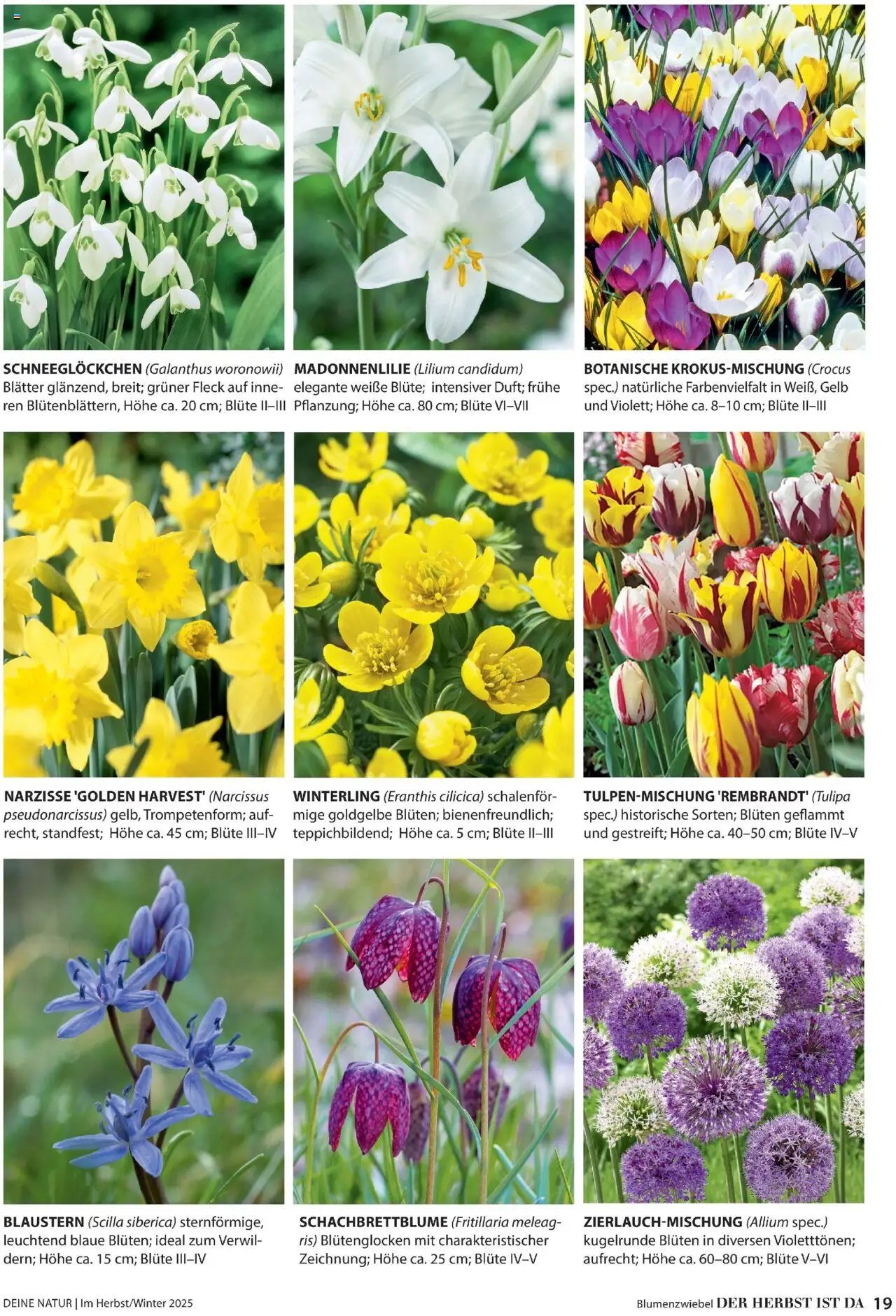 Dehner prospekt seit 09.10.2025 Prospekt Deine Natur