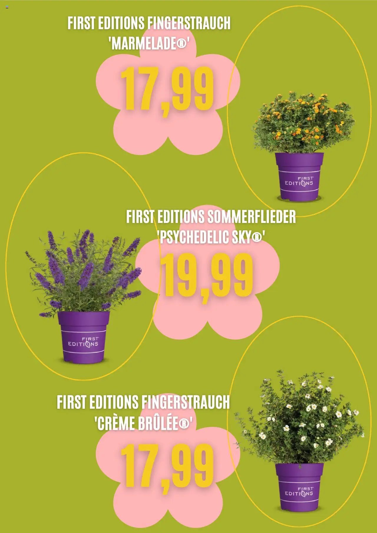 Blumen Risse prospekt seit 03.09.2025 Prospekt (2025-09-03 - 2025-10-03) | 4