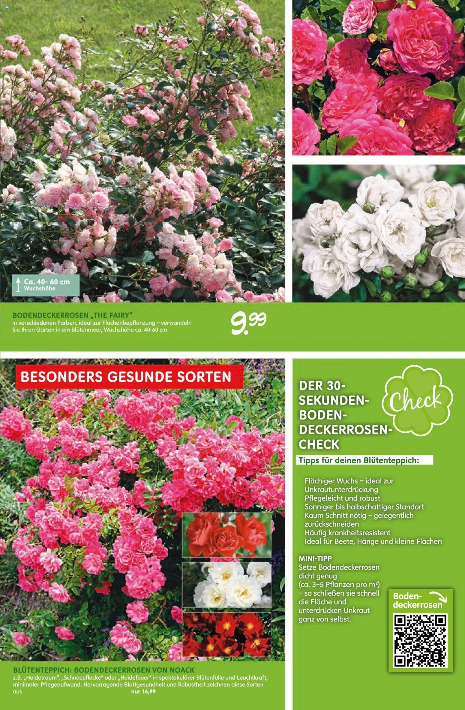 Blumen Risse prospekt seit 28.05.2026 Blumen Risse Blütenglück
