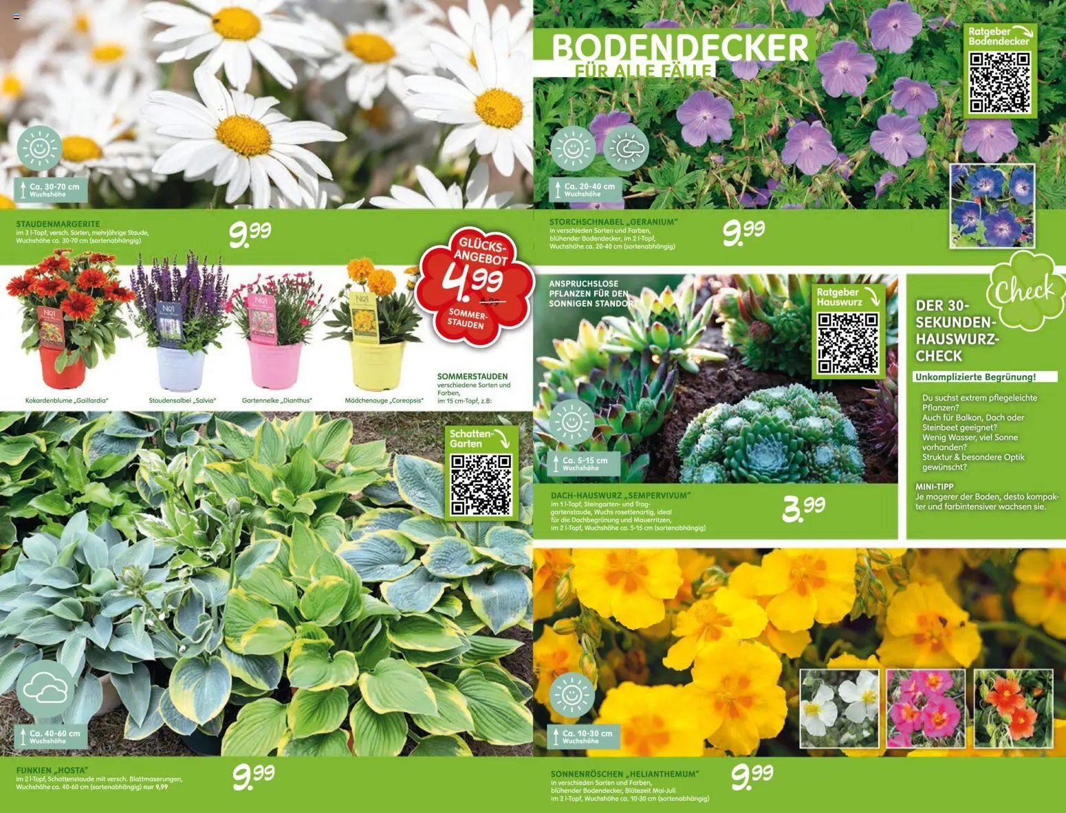 Blumen Risse prospekt seit 28.05.2026 Blumen Risse Blütenglück Blumenmarkt