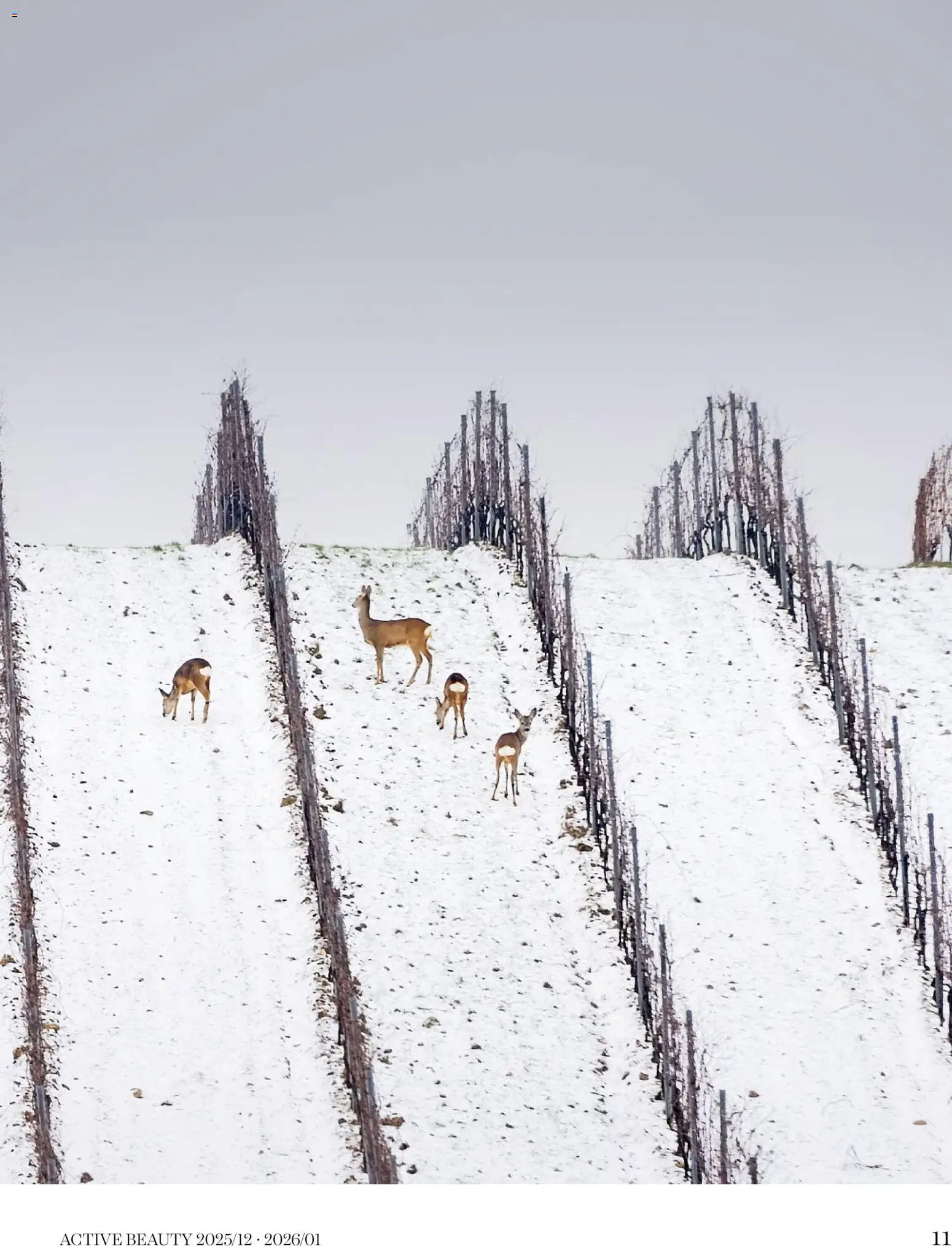 DM Drogerie Markt újság 2025.12.18. Active Beauty 2025/12-2026/01 (2025-12-18 - 2026-01-31)