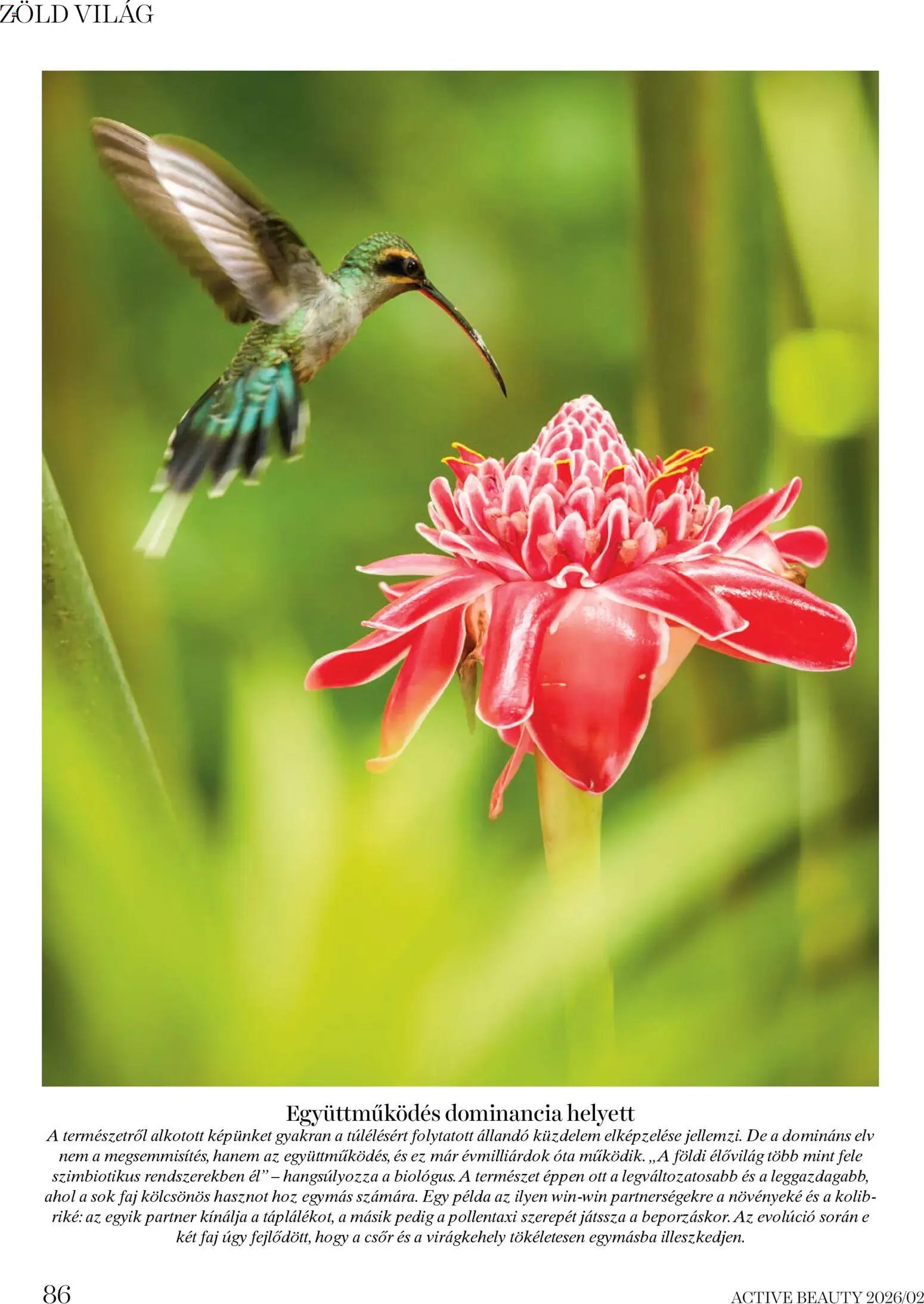 DM Drogerie Markt újság 2026.02.06. Active Beauty 2026/02 (2026-02-06 - 2026-02-28)