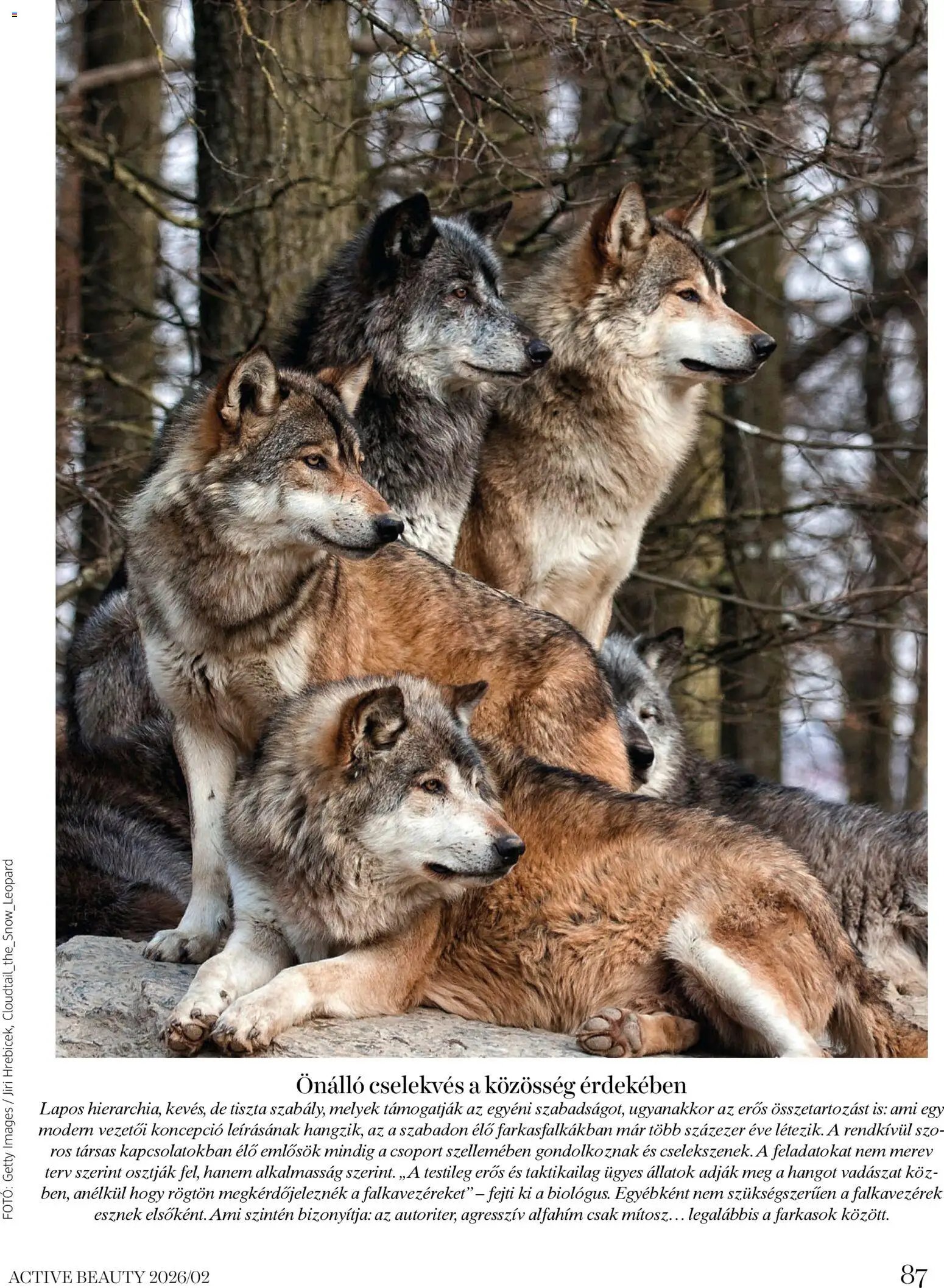 DM Drogerie Markt újság 2026.02.06. Active Beauty 2026/02 (2026-02-06 - 2026-02-28)