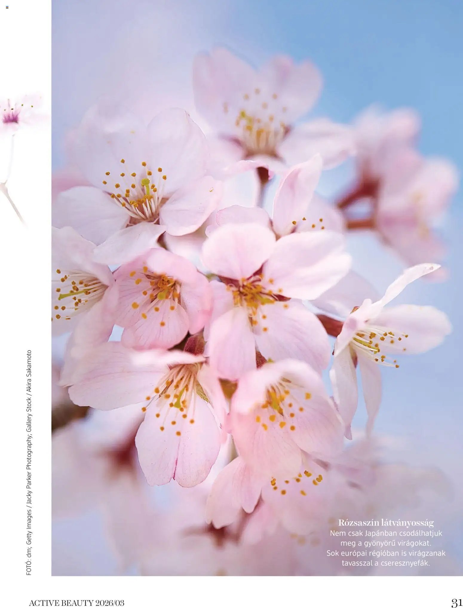 DM Drogerie Markt újság 2026.03.26. DM Drogerie Markt Active Beauty 2026/03 (2026-03-26 - 2026-04-30)