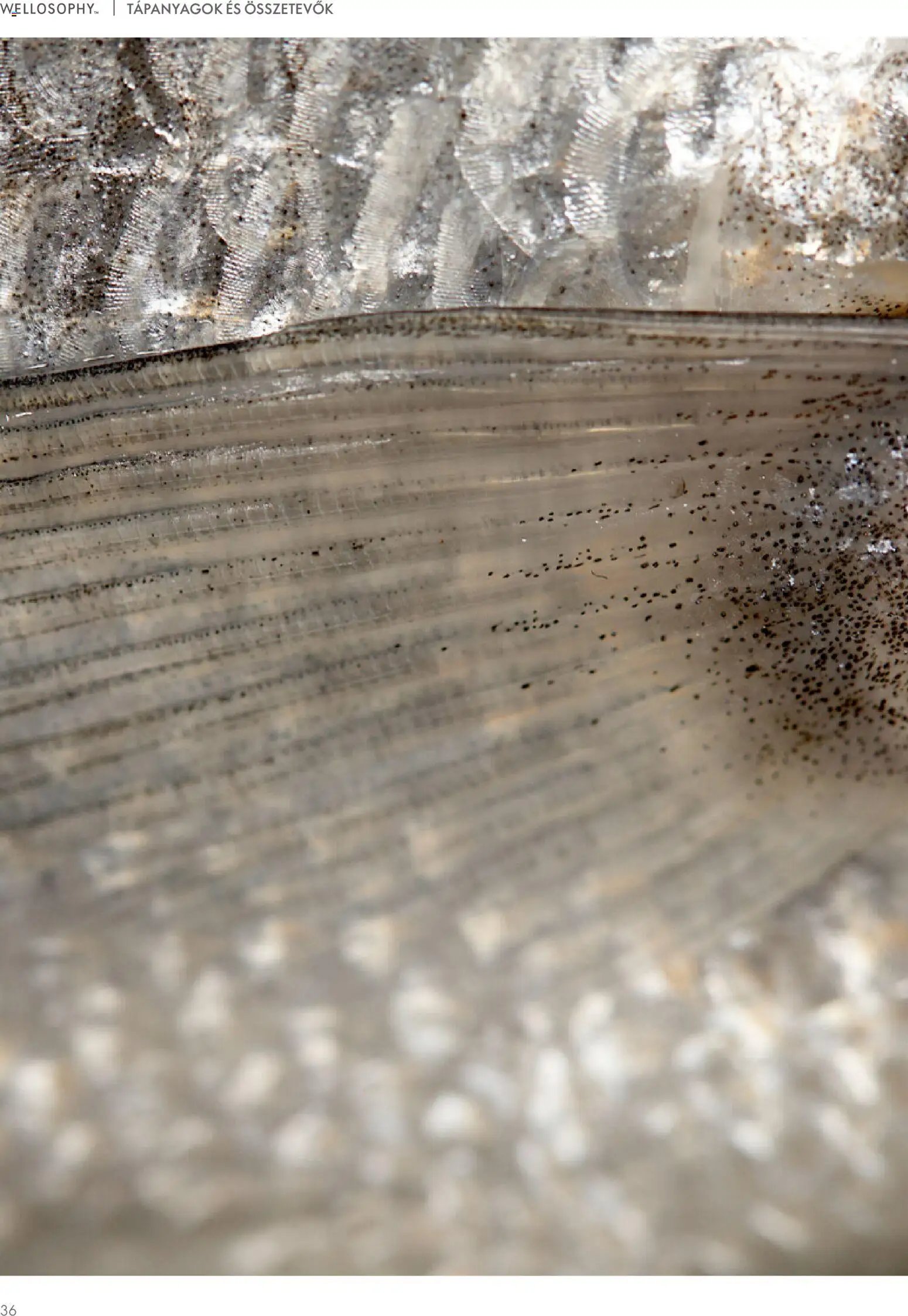 Oriflame újság 2026.01.02. Katalógus Oriflame Wellosophy Termékkatalógus (2026-01-02)