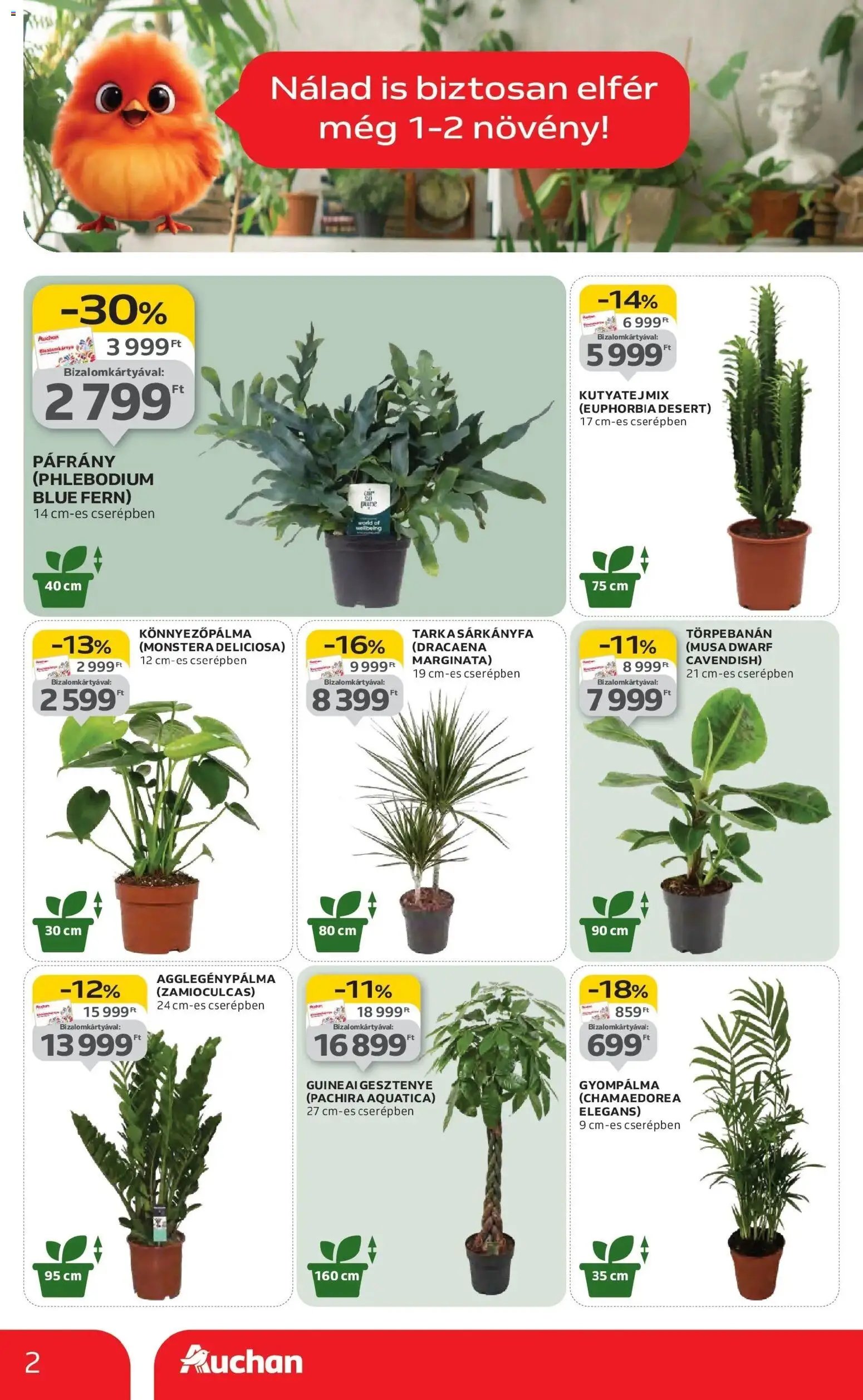 Auchan újság 2026.01.22. Kecskemét Akciós újság Auchan (2026-01-22 - 2026-01-28)