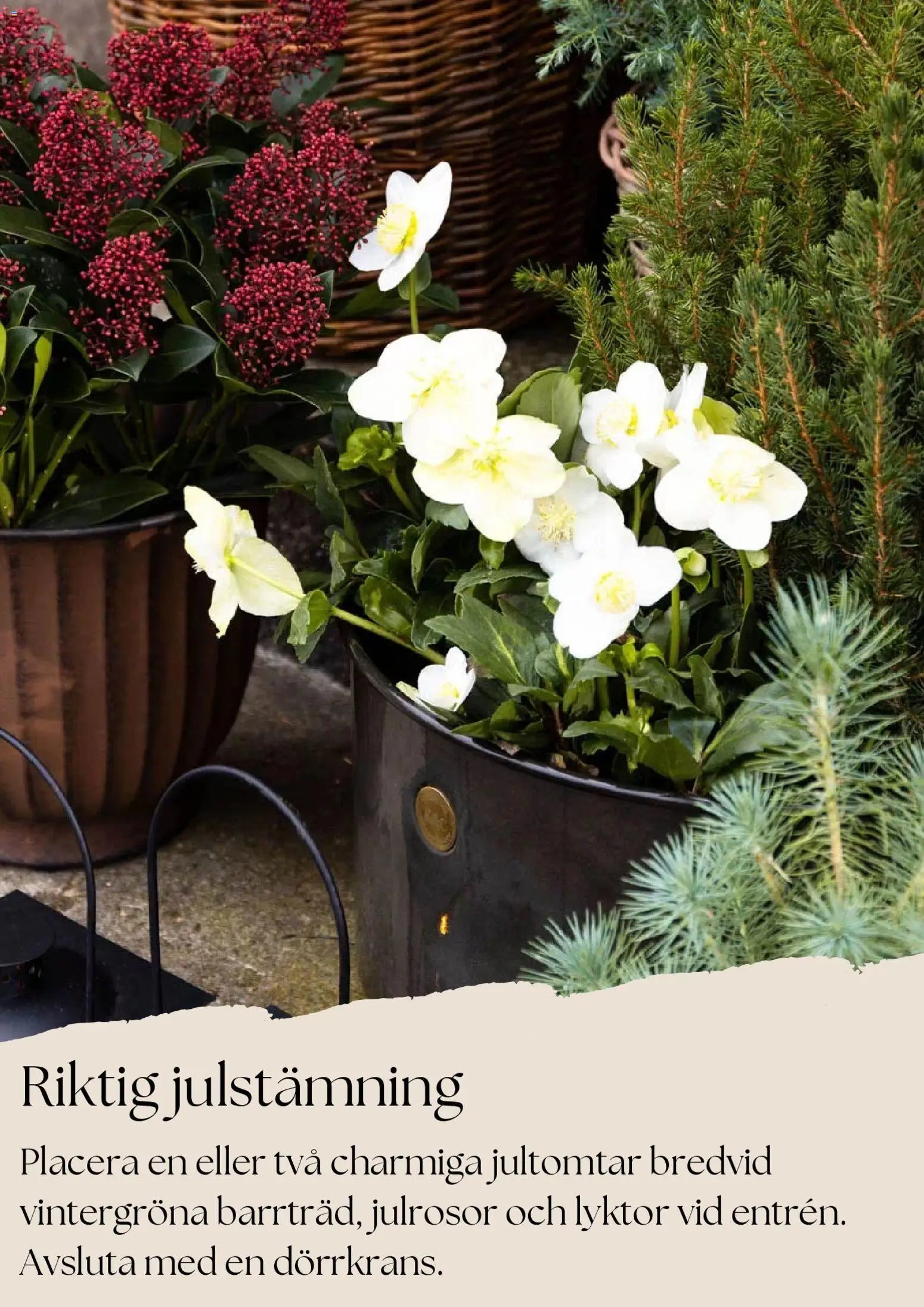 Plantagen Reklamblad från 27/11/2025 Black Friday