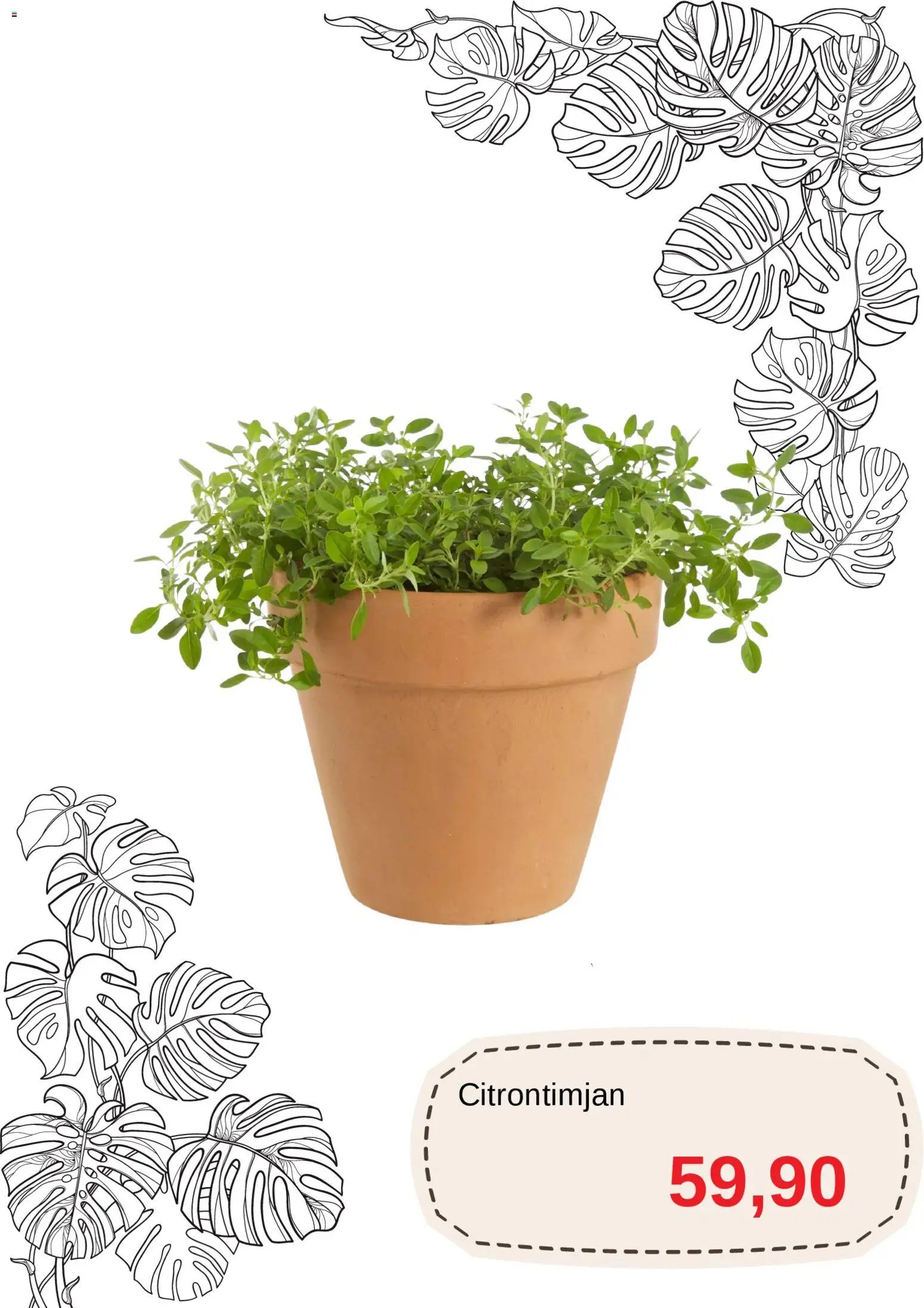 Blomsterlandet Reklamblad från 20/04/2026 Blomsterlandet erbjudanden