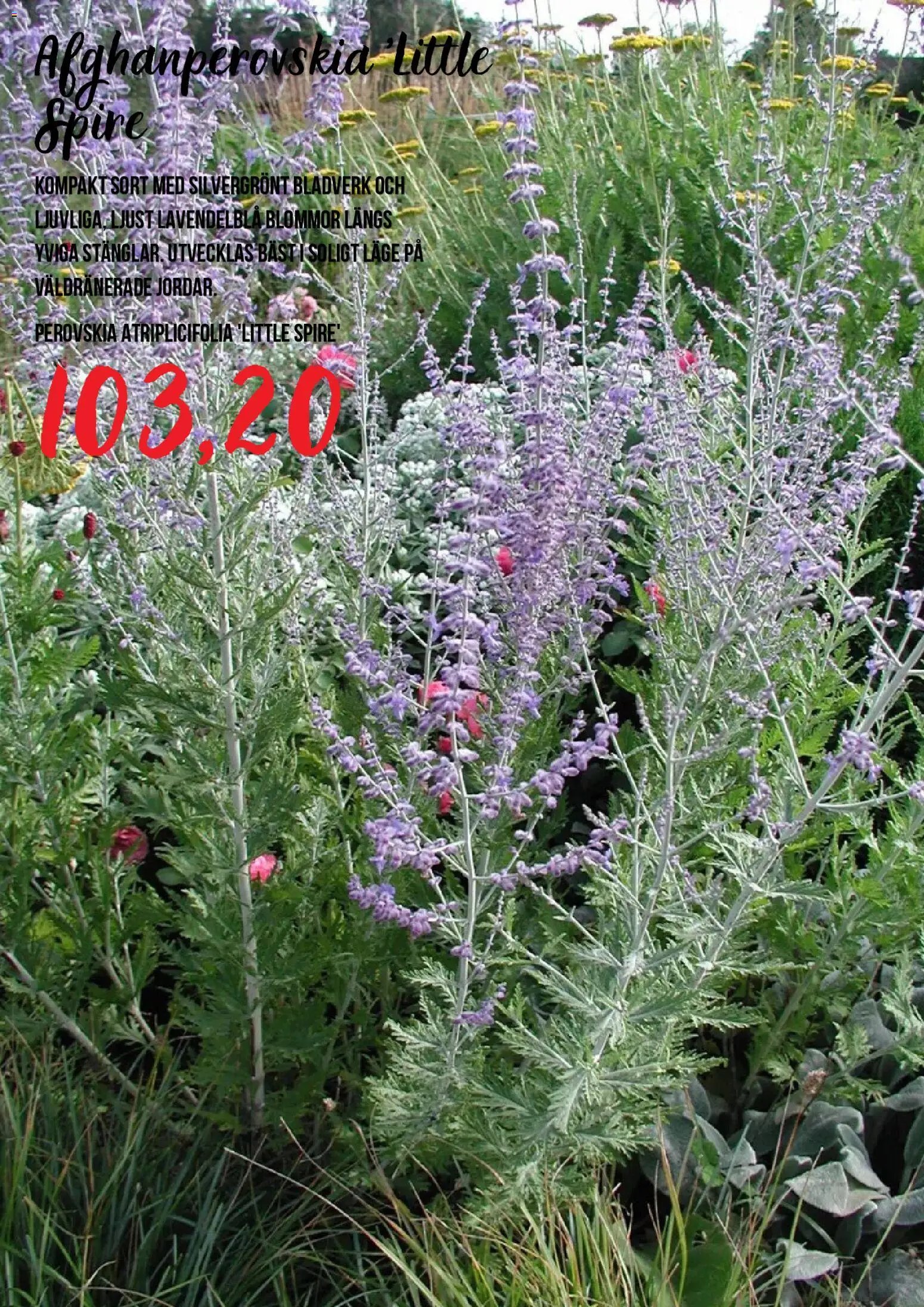 Blomsterlandet Reklamblad från 15/07/2026 Blomsterlandet erbjudanden