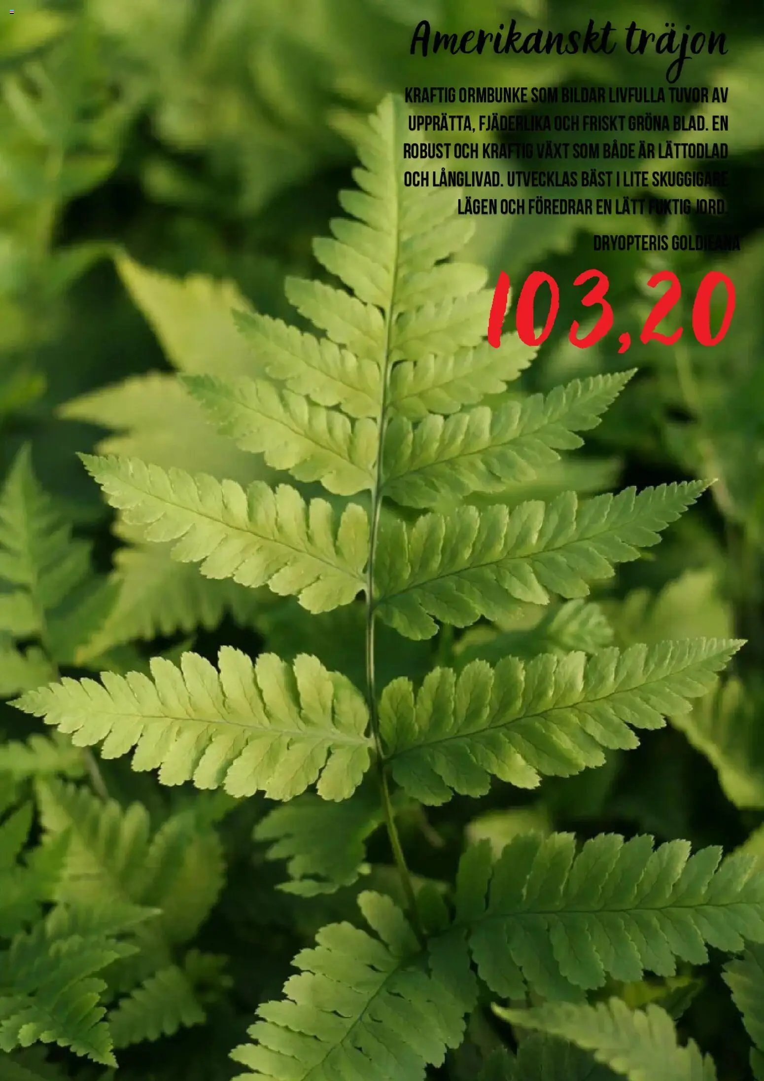 Blomsterlandet Reklamblad från 15/07/2026 Blomsterlandet erbjudanden