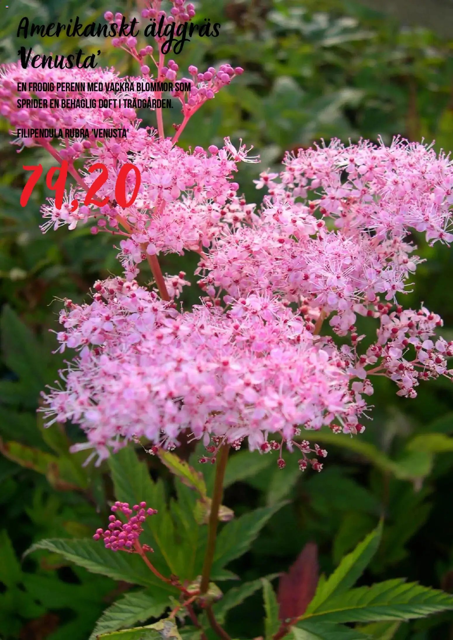 Blomsterlandet Reklamblad från 15/07/2026 Blomsterlandet erbjudanden