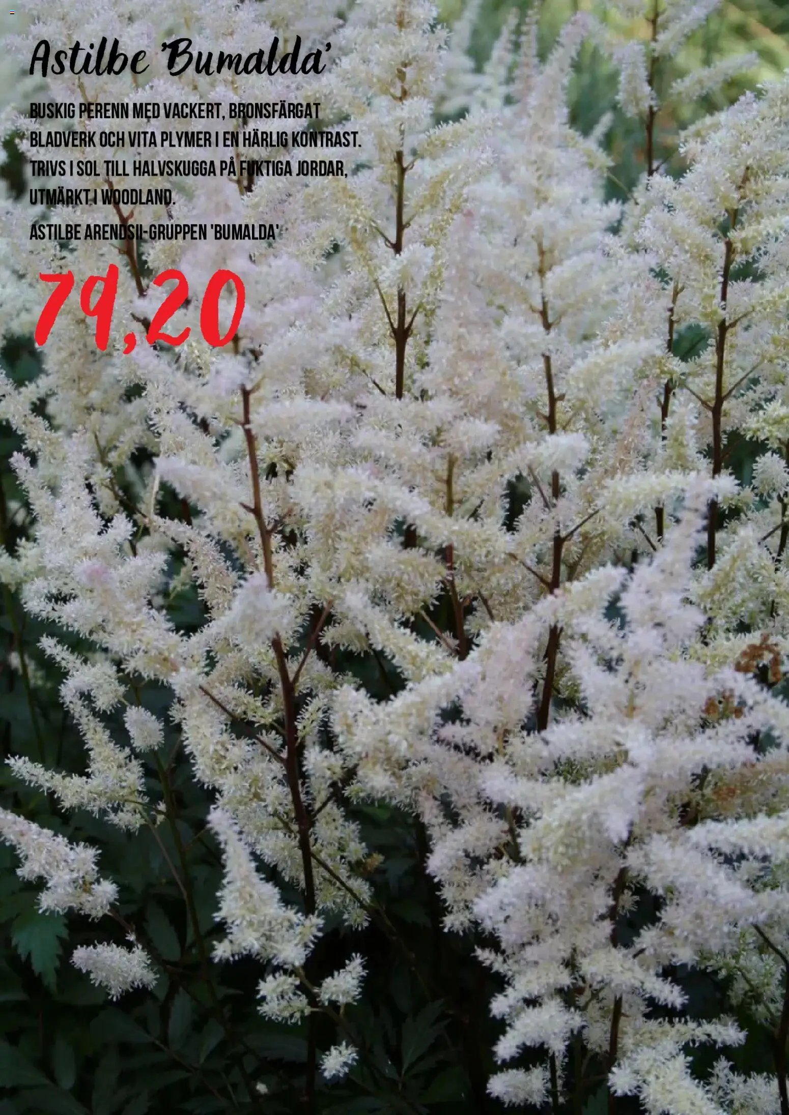 Blomsterlandet Reklamblad från 15/07/2026 Blomsterlandet erbjudanden