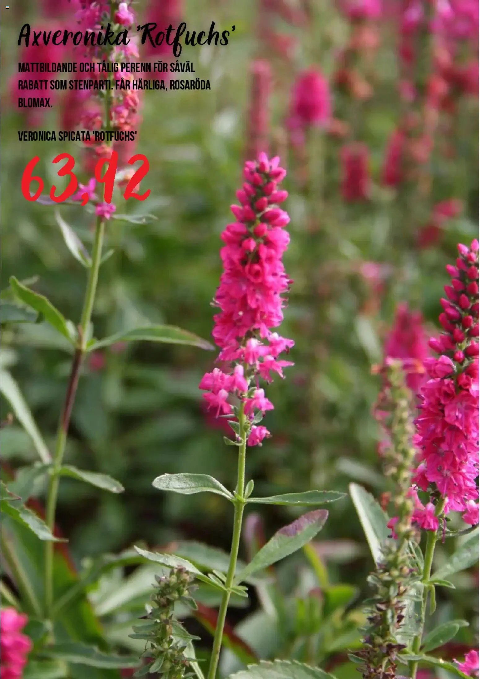 Blomsterlandet Reklamblad från 15/07/2026 Blomsterlandet erbjudanden