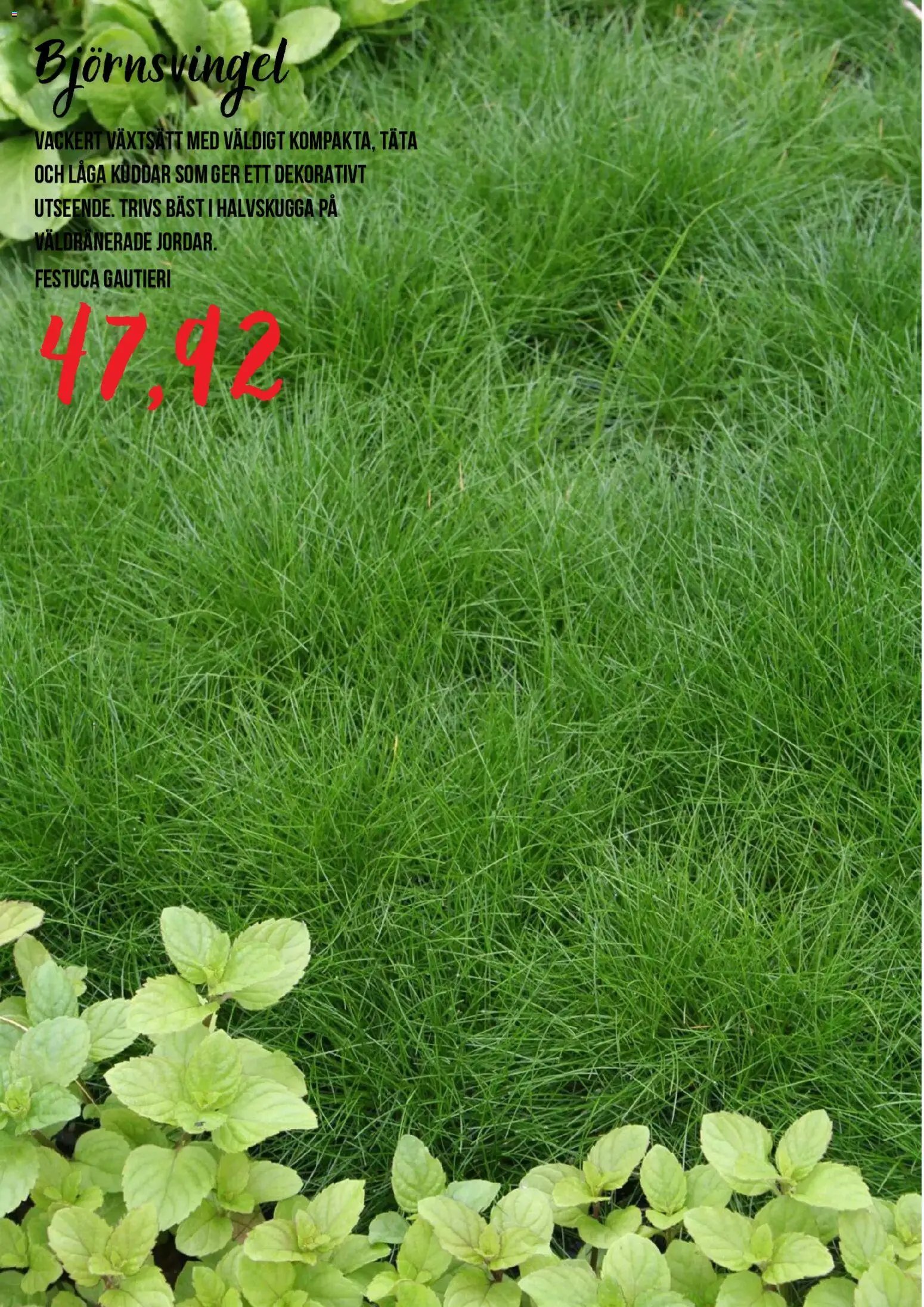 Blomsterlandet Reklamblad från 15/07/2026 Blomsterlandet erbjudanden