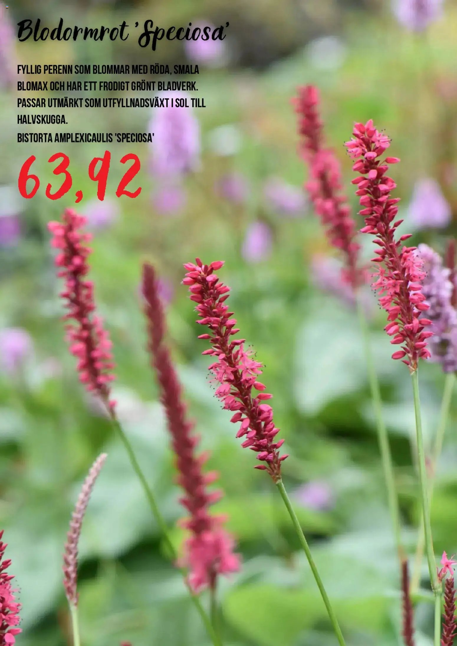 Blomsterlandet Reklamblad från 15/07/2026 Blomsterlandet erbjudanden