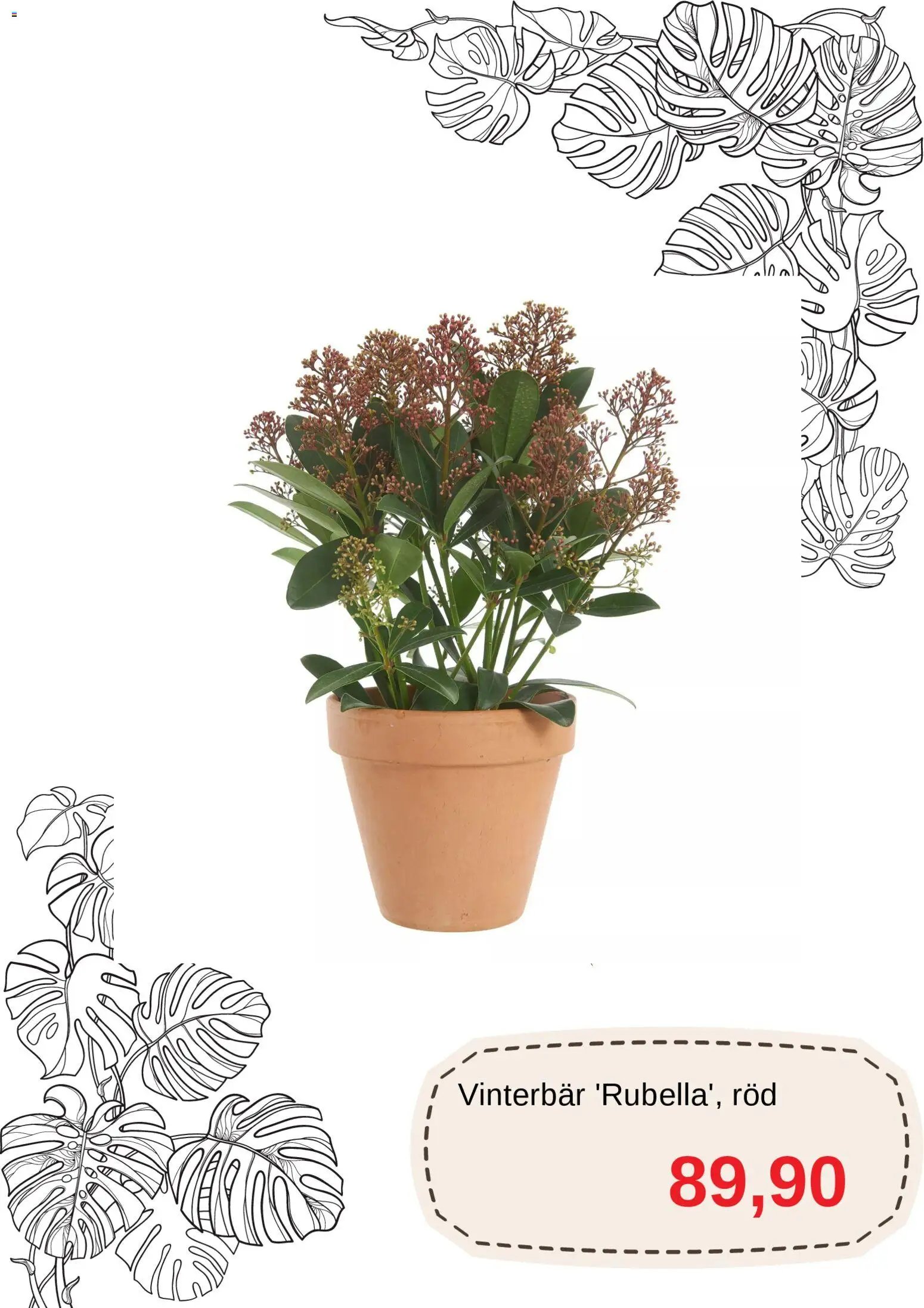 Blomsterlandet Reklamblad från 01/12/2025 Aktuella reklamblad Blomsterlandet