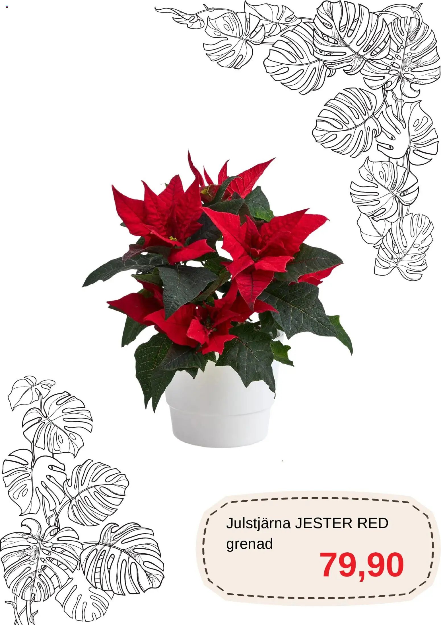 Blomsterlandet Reklamblad från 01/12/2025 Aktuella reklamblad Blomsterlandet