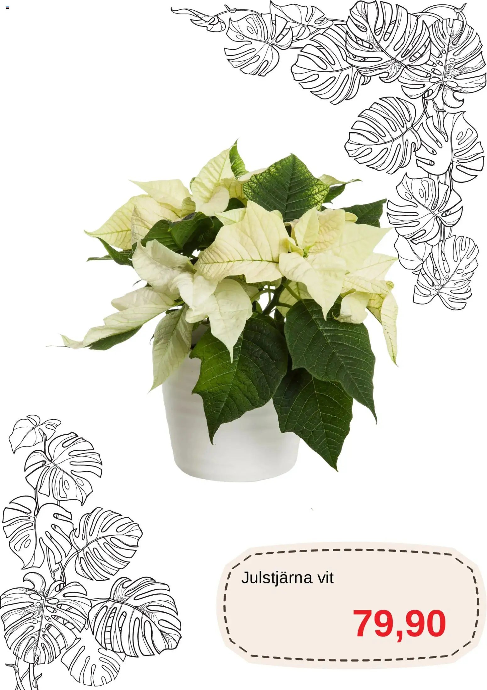 Blomsterlandet Reklamblad från 01/12/2025 Aktuella reklamblad Blomsterlandet