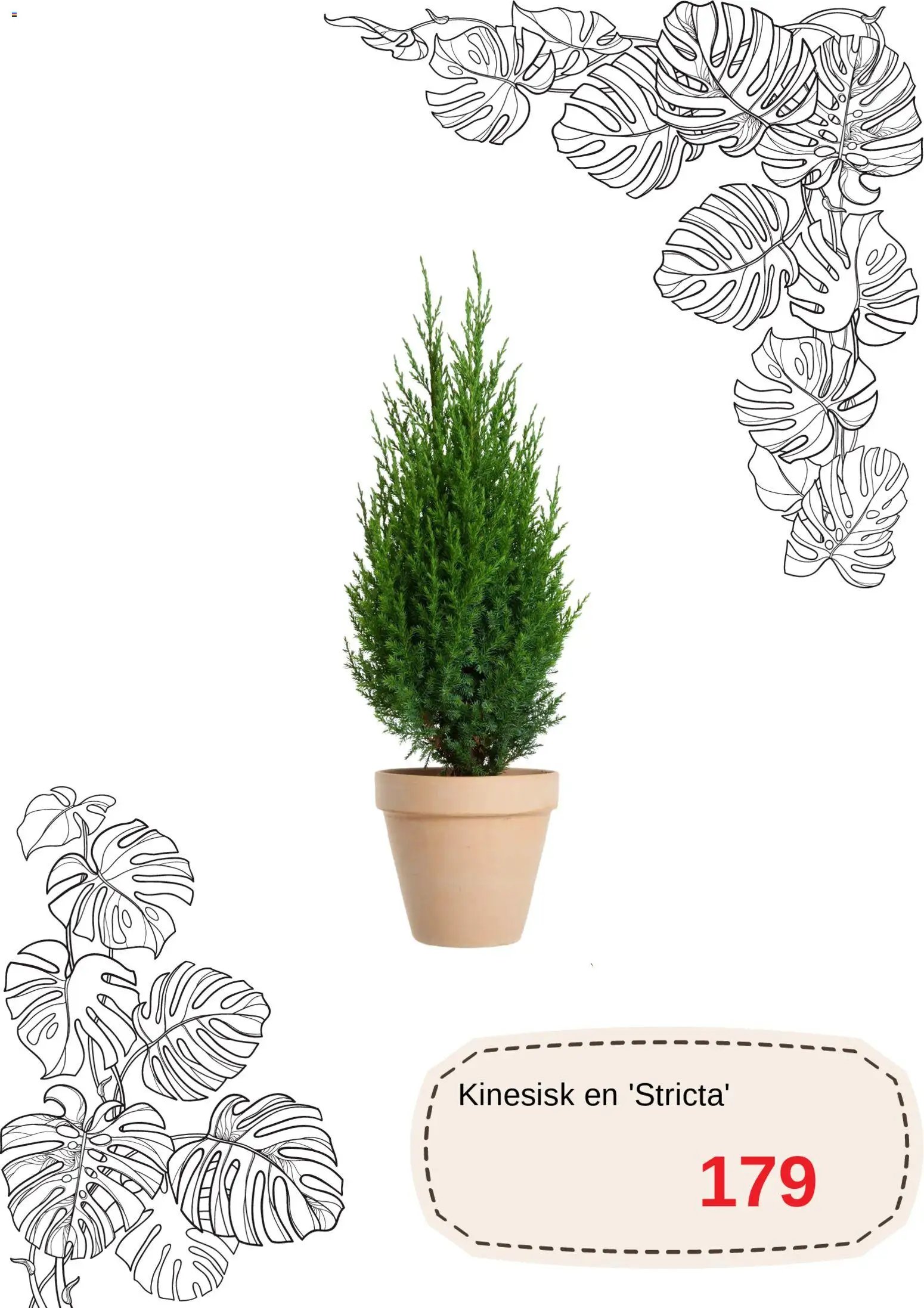 Blomsterlandet Reklamblad från 01/12/2025 Aktuella reklamblad Blomsterlandet