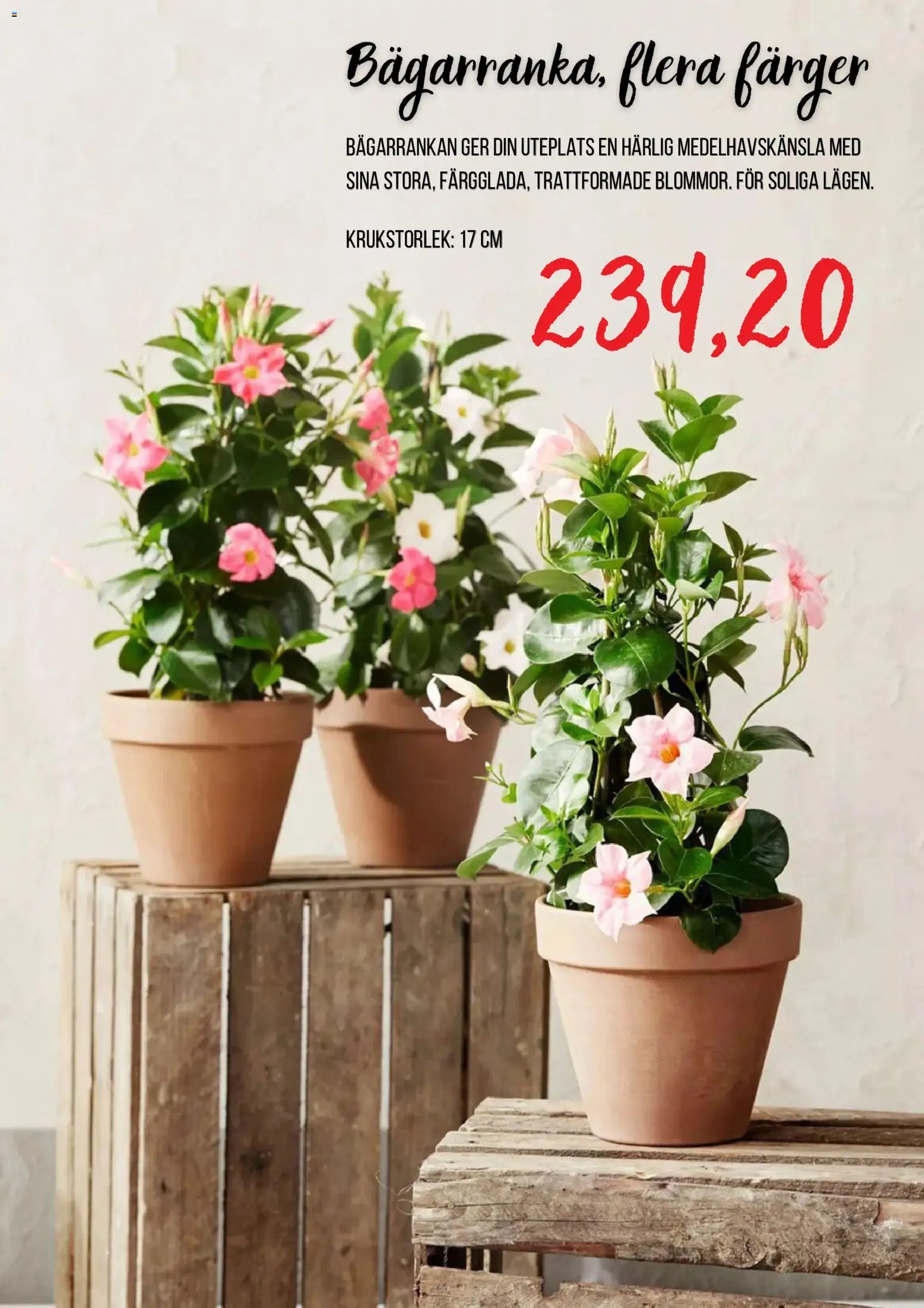 Blomsterlandet Reklamblad från 24/06/2026 Blomsterlandet erbjudanden