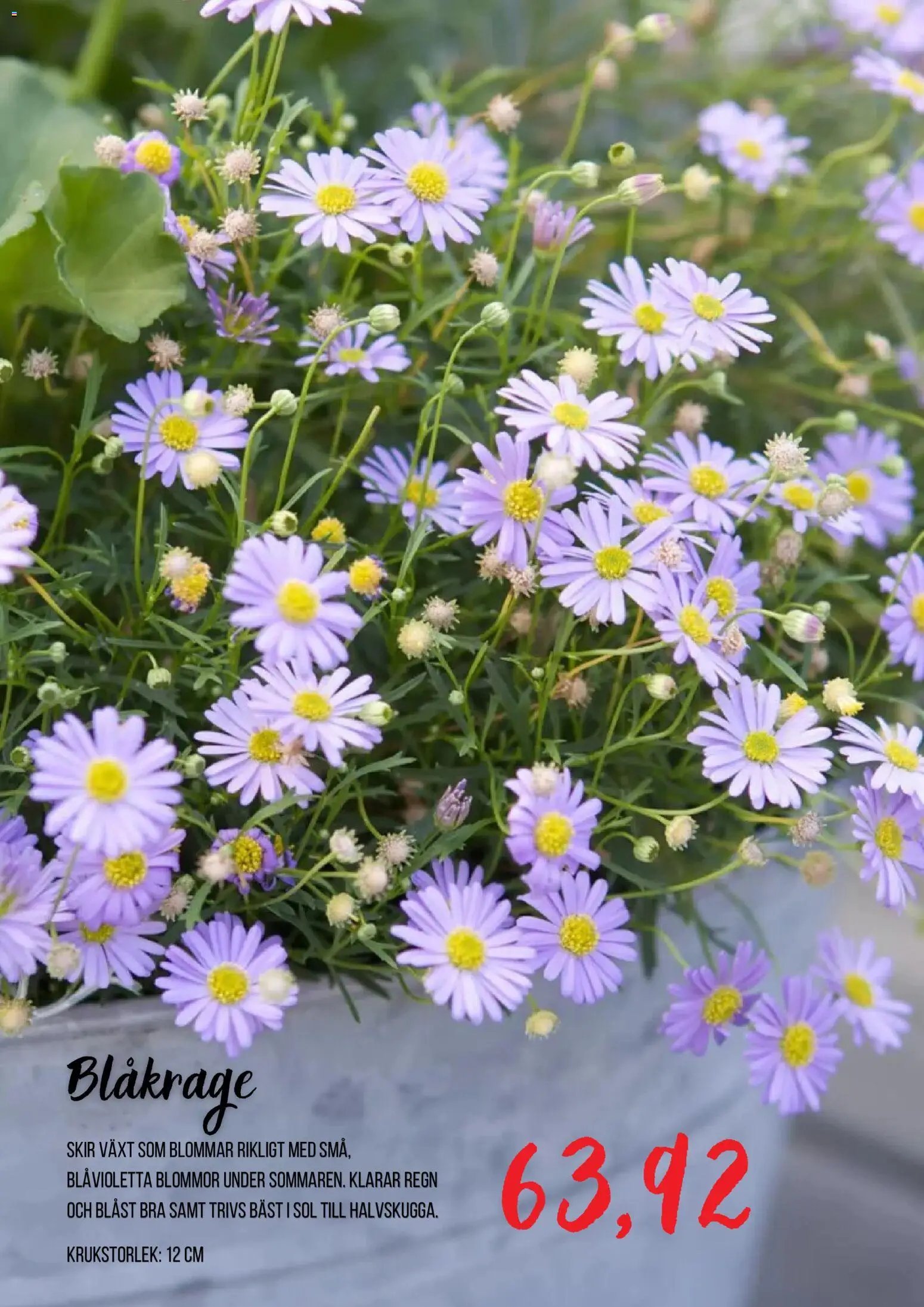 Blomsterlandet Reklamblad från 24/06/2026 Blomsterlandet erbjudanden